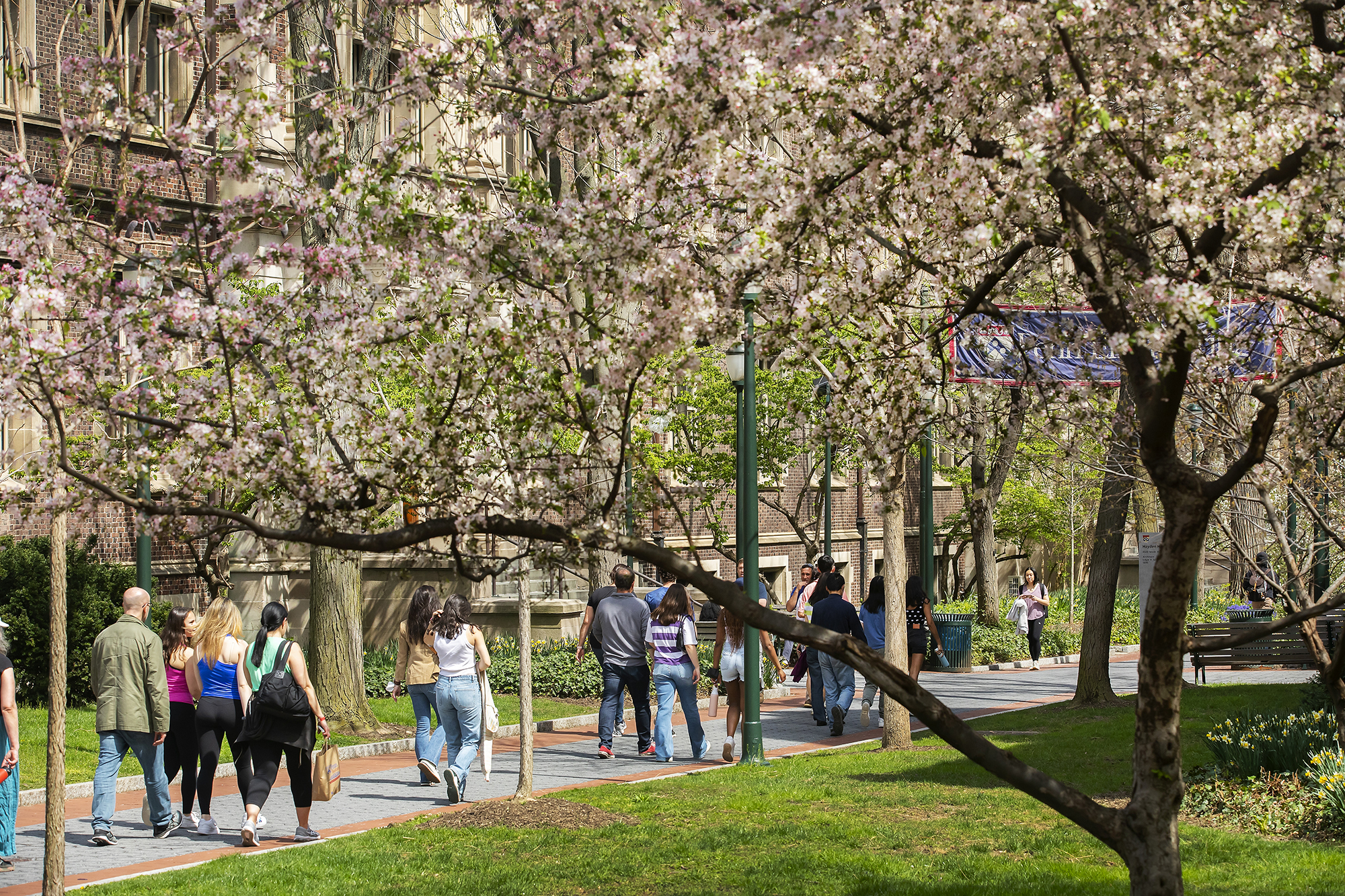 People walking on Penn’s campus in spring with blossoming trees.