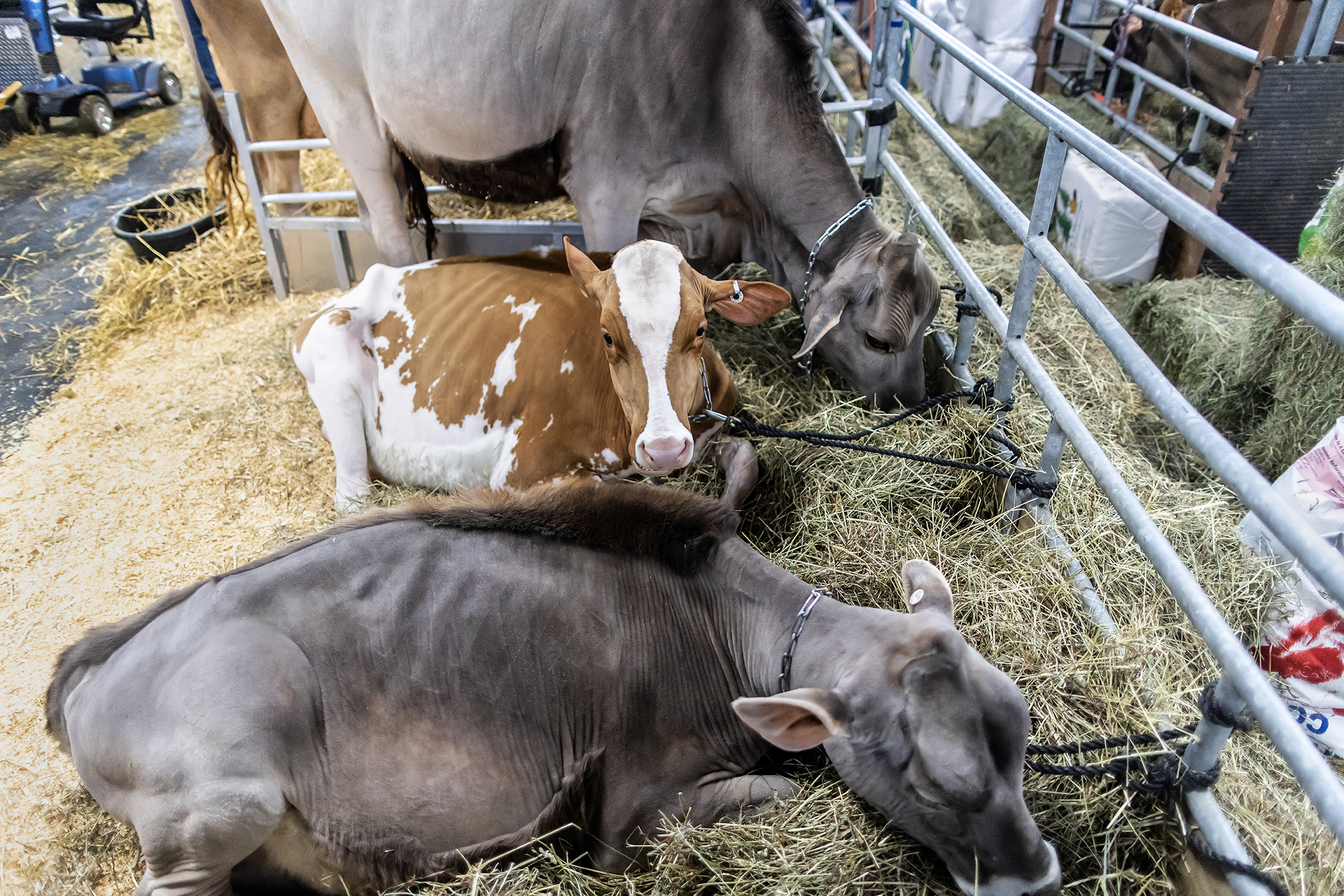 calves in pen at pa farm show
