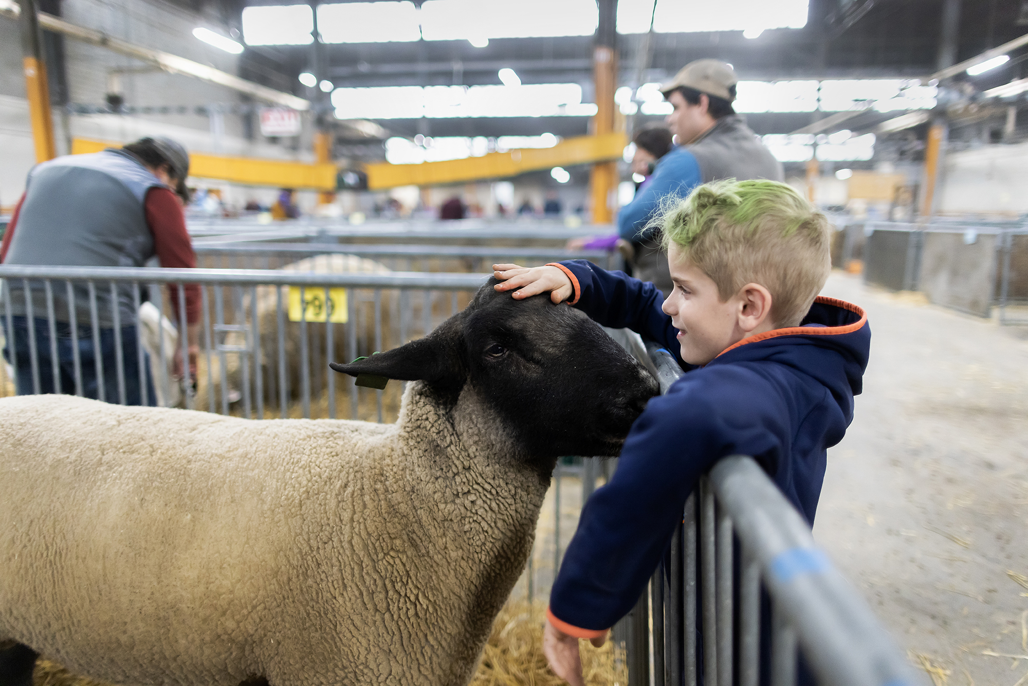 child petting sheep at pa farm show