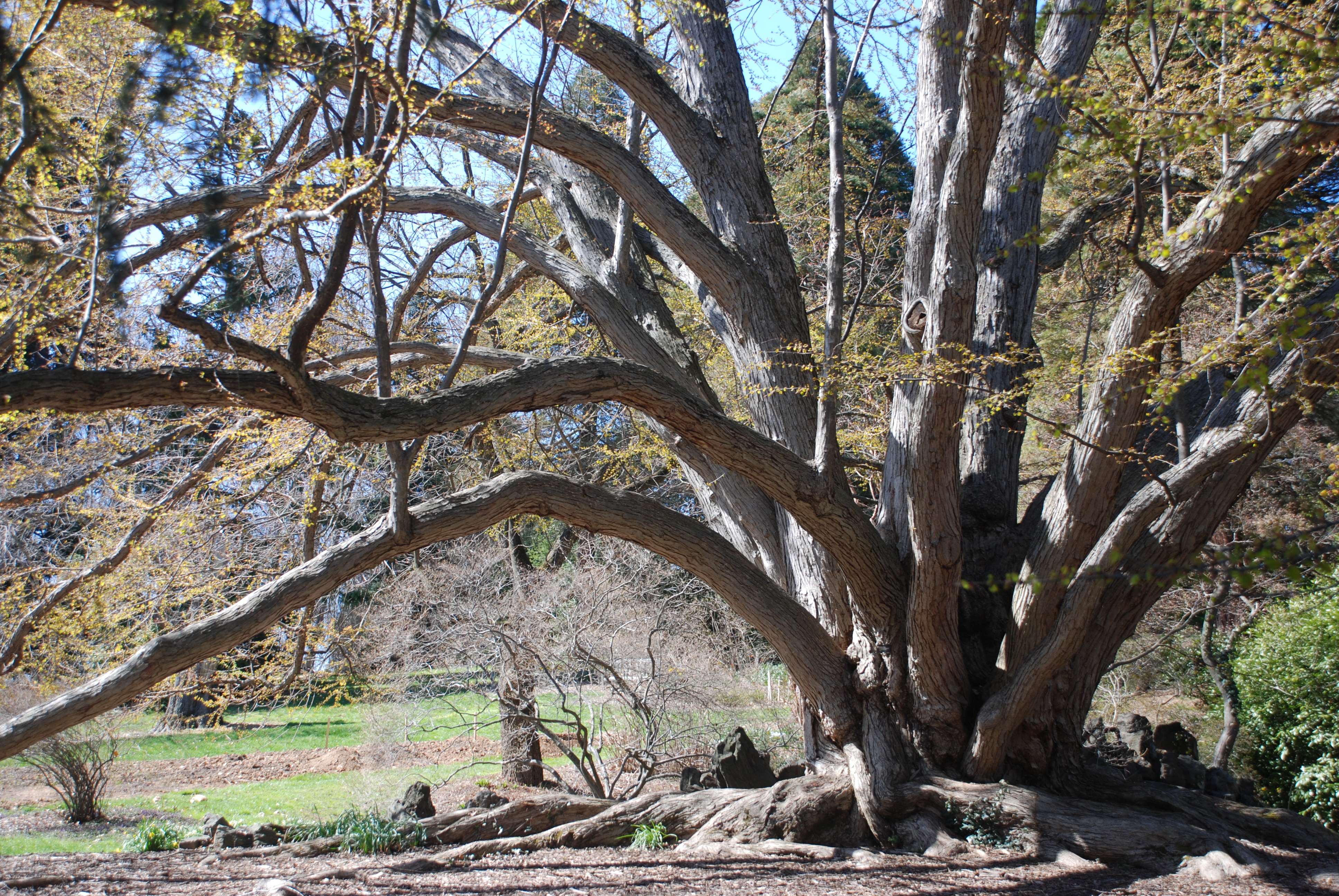 A many-trunked tree just blooming in spring sprawls at Morris Arboretum