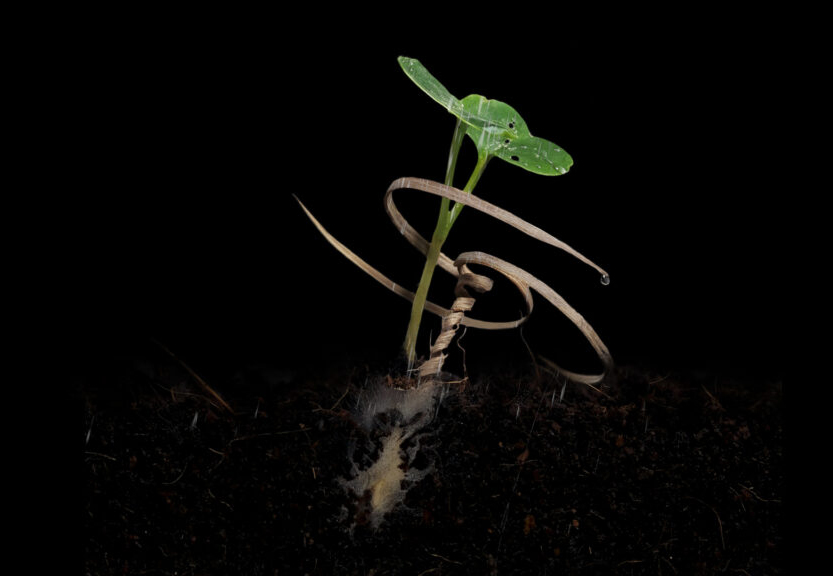 Closeup of a seedling sprouting.