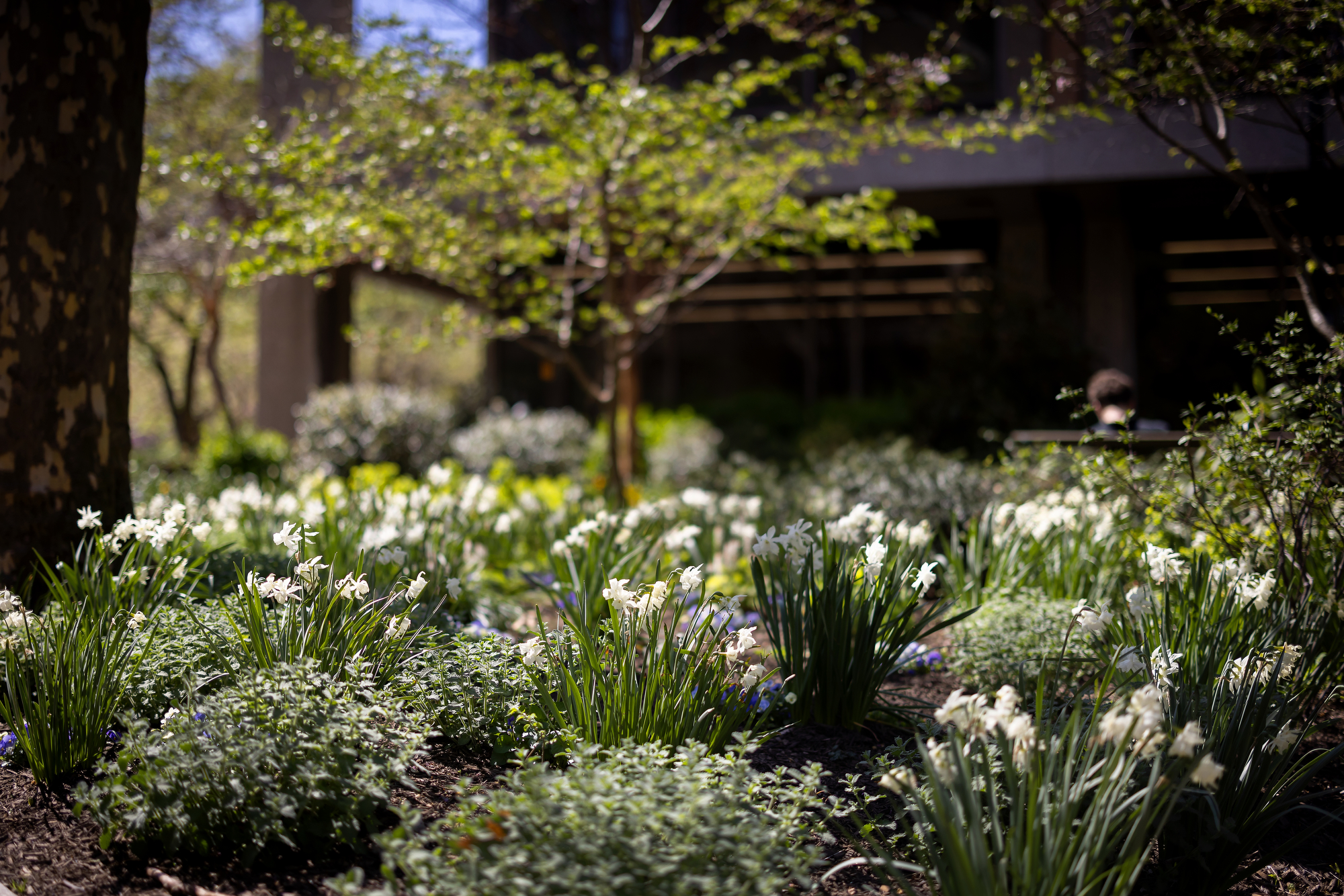 close up of flowers at class of 1968 garden