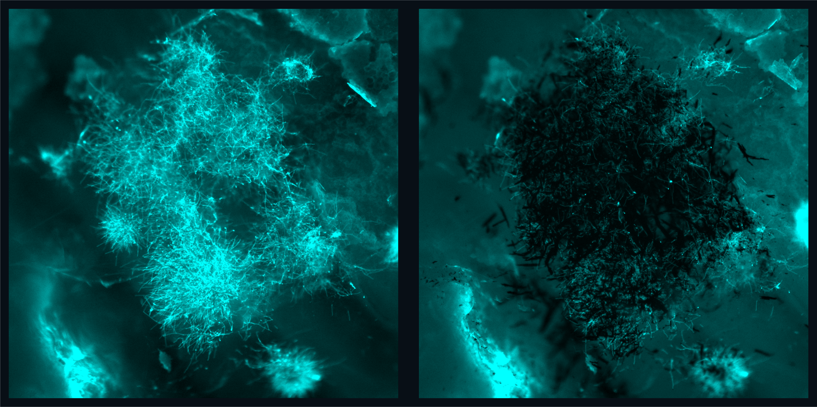 Before and after fluorescence imaging of fungal accumilations being removed by microrobots. 