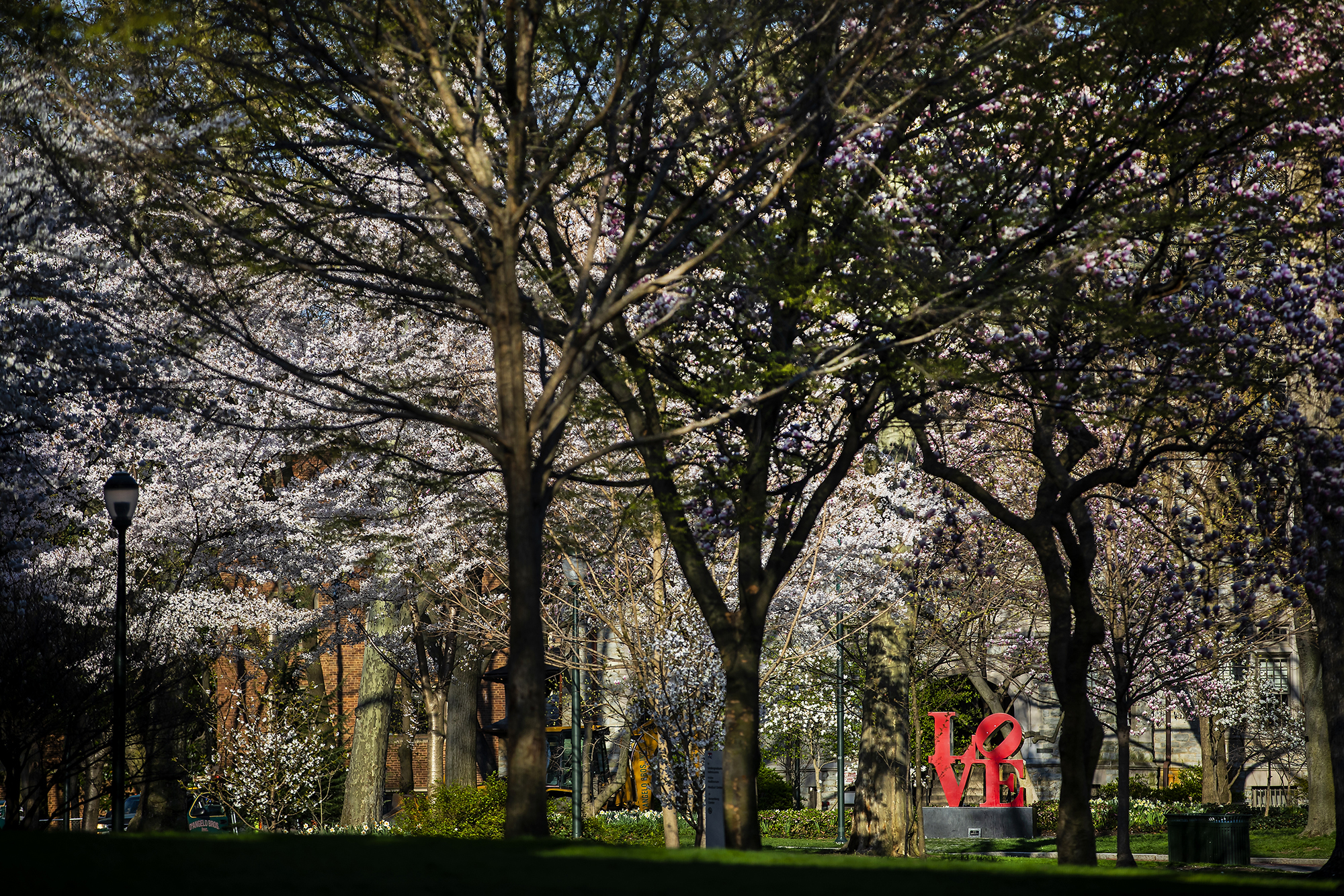 College Green with cherry blossoms.