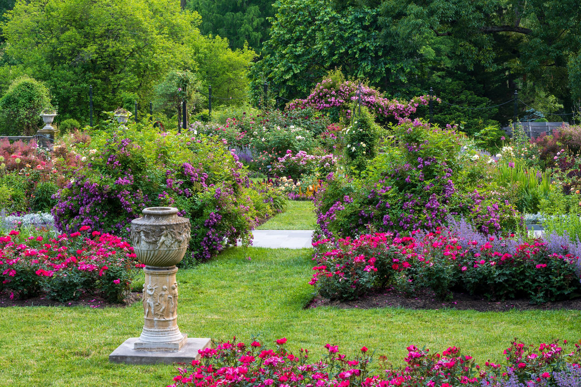 Rose garden view with ornamental planters.