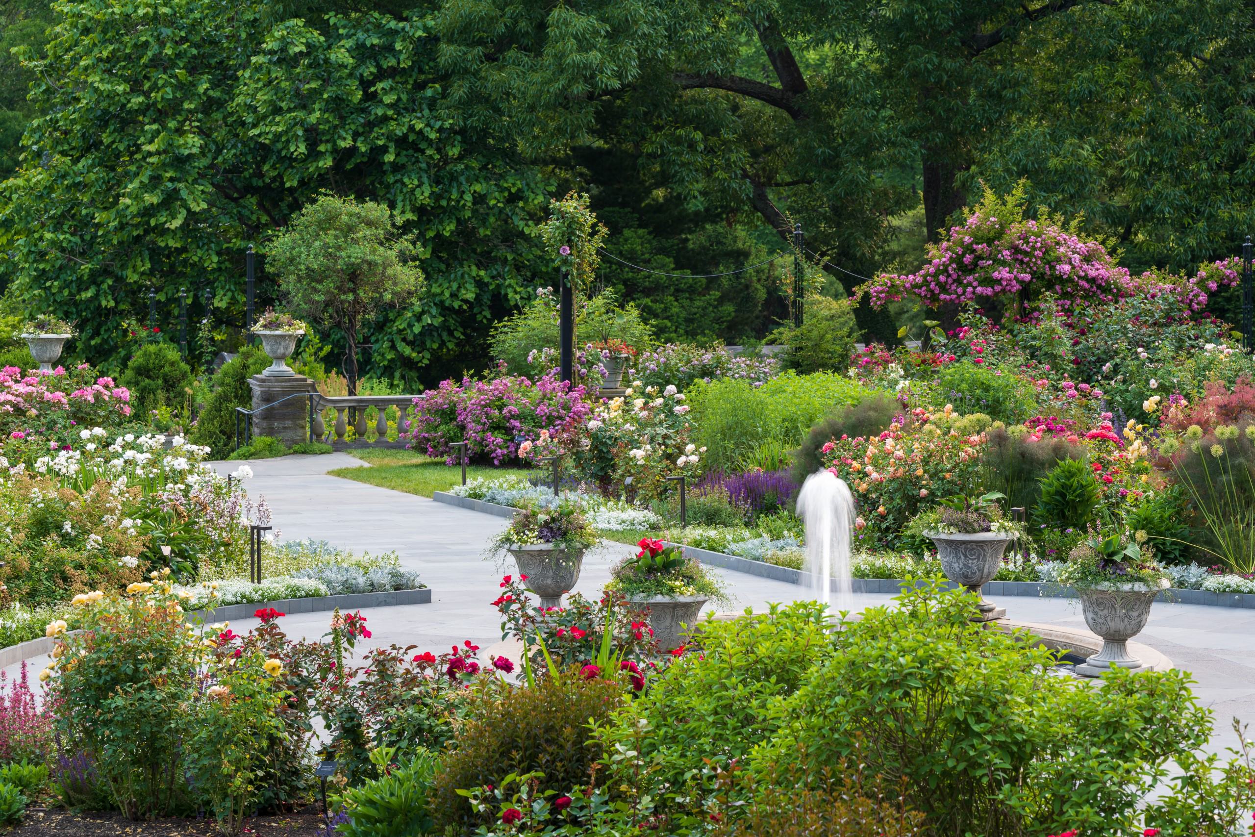 View of rose garden with fountain.