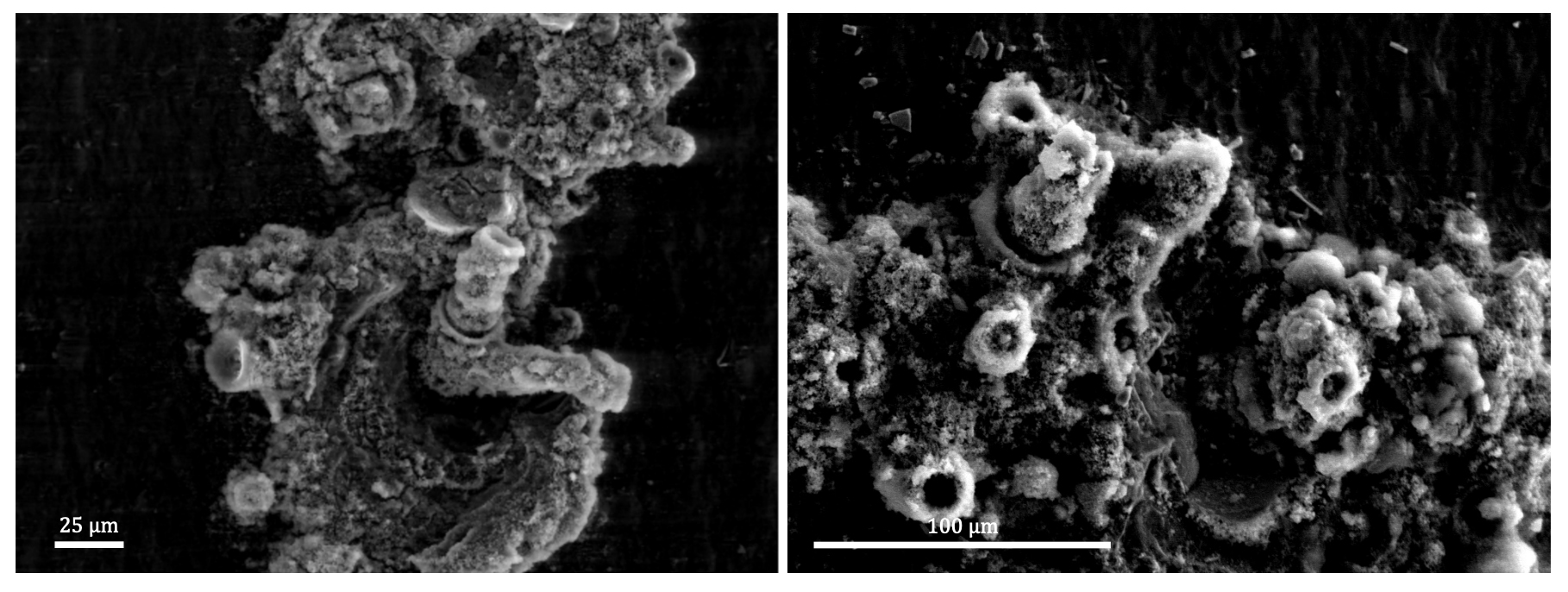 Duo of microscopic asbestos particles.