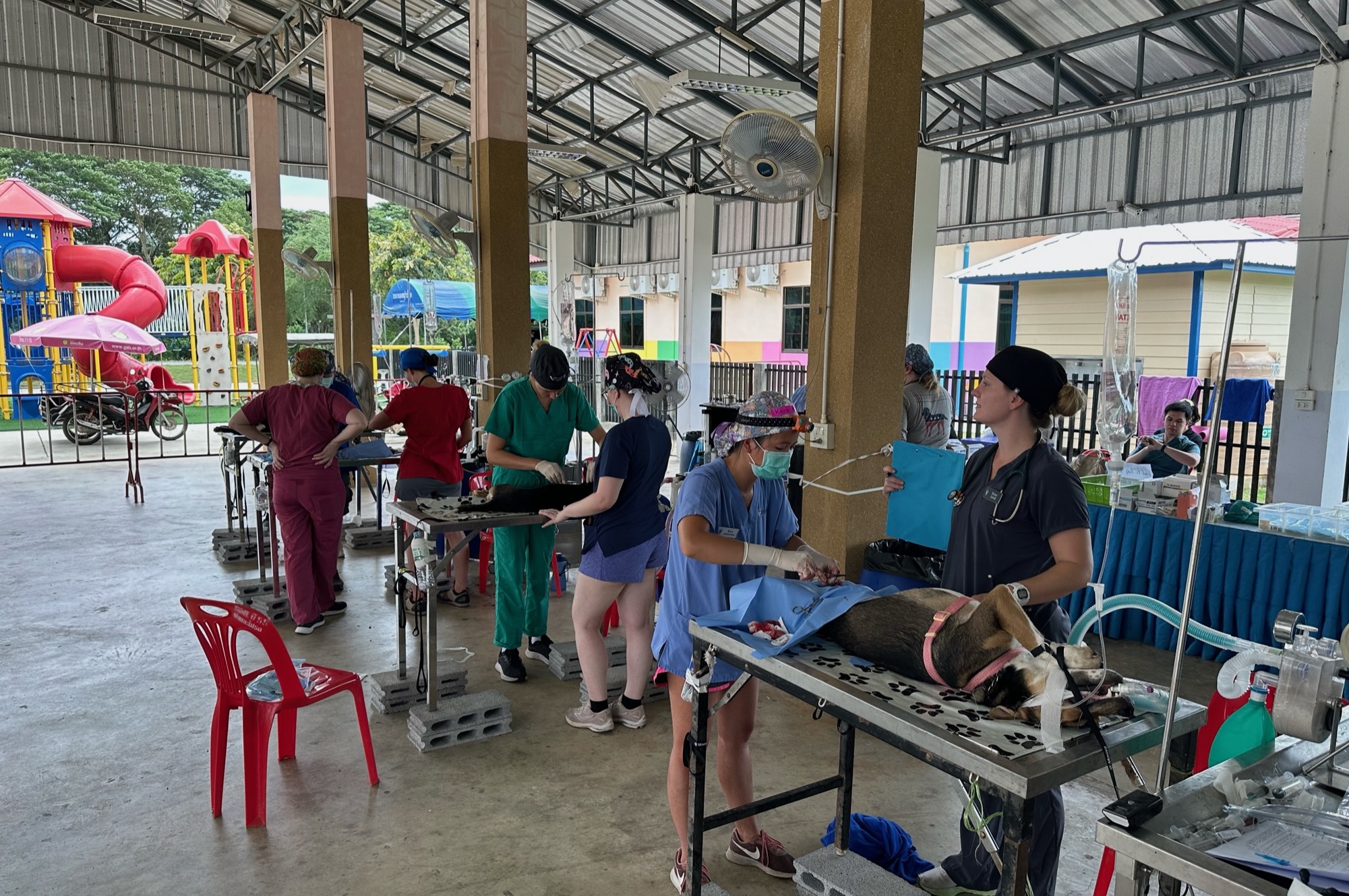 Spay and neuter clinic in Chanthaburi, Thailand.