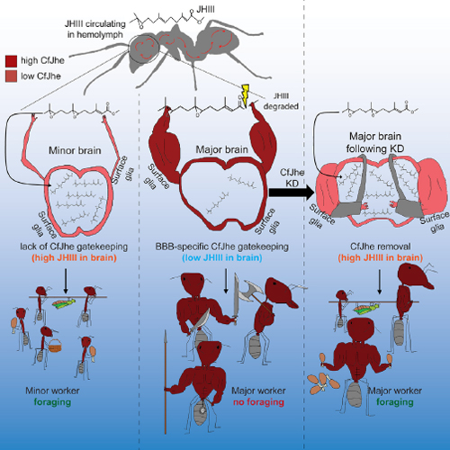 A graphic showing the brain behavior of ants.