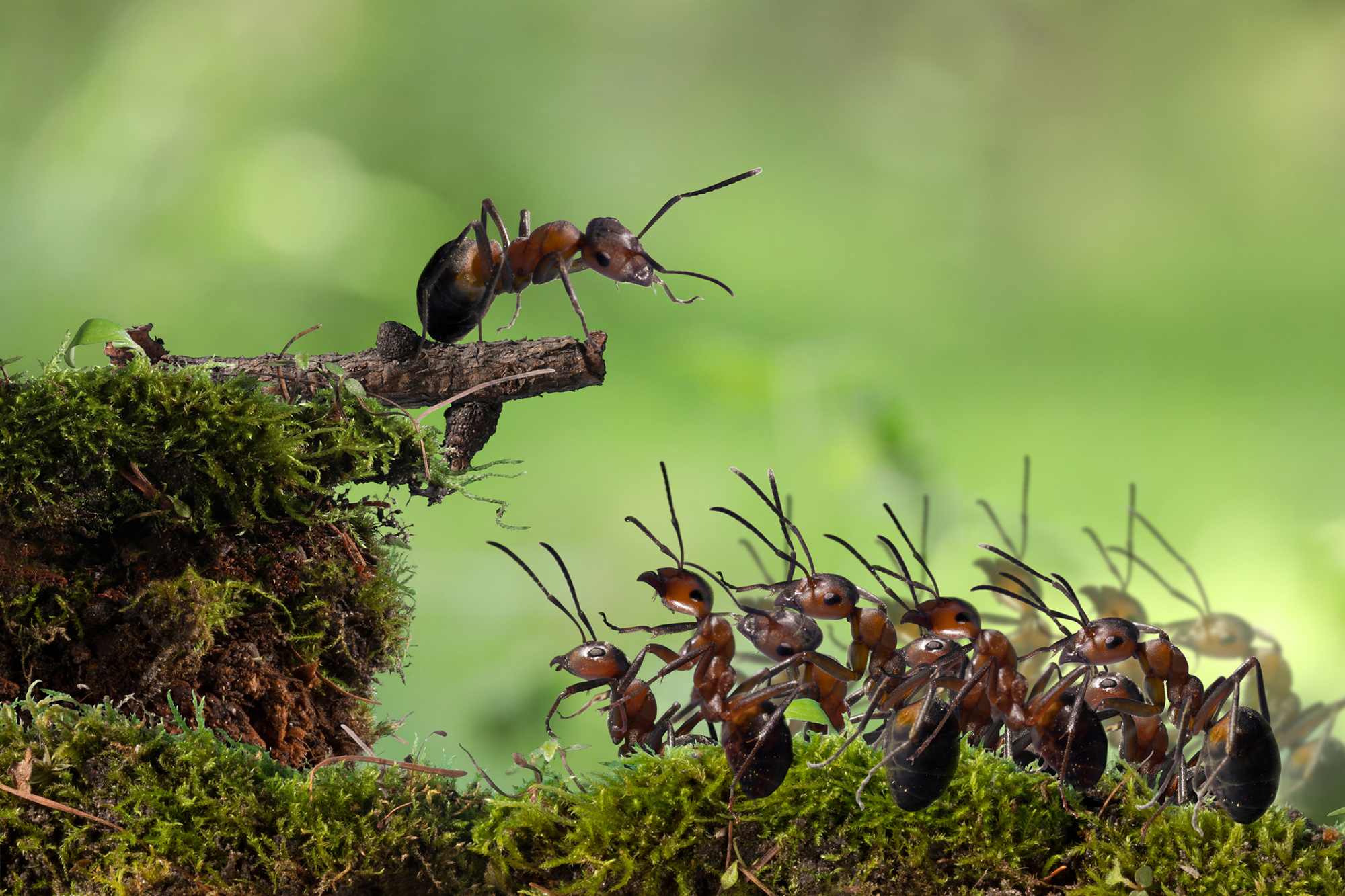 the-brain-blood-barrier-s-role-in-governing-ant-behavior-penn-today