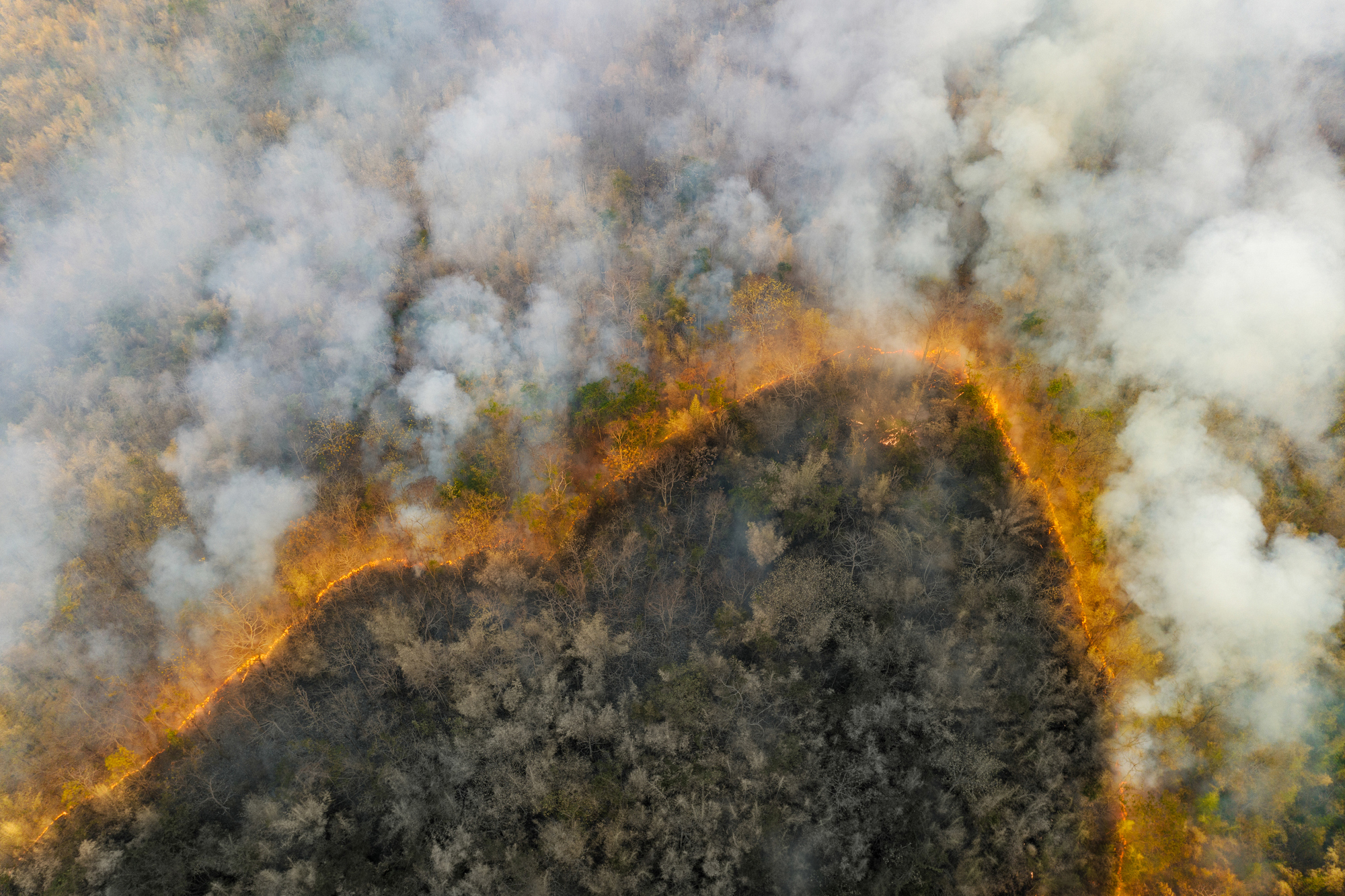 wildfire with smoke in a forest