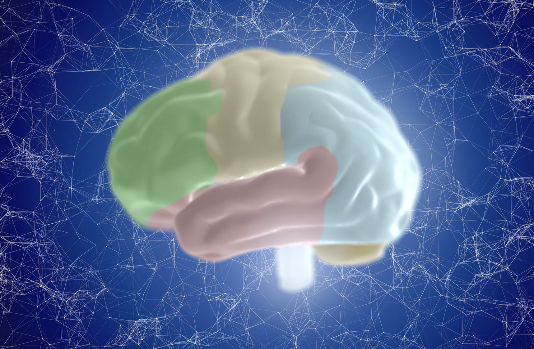 rendering of a brain and its different sections highlighted as different colors.