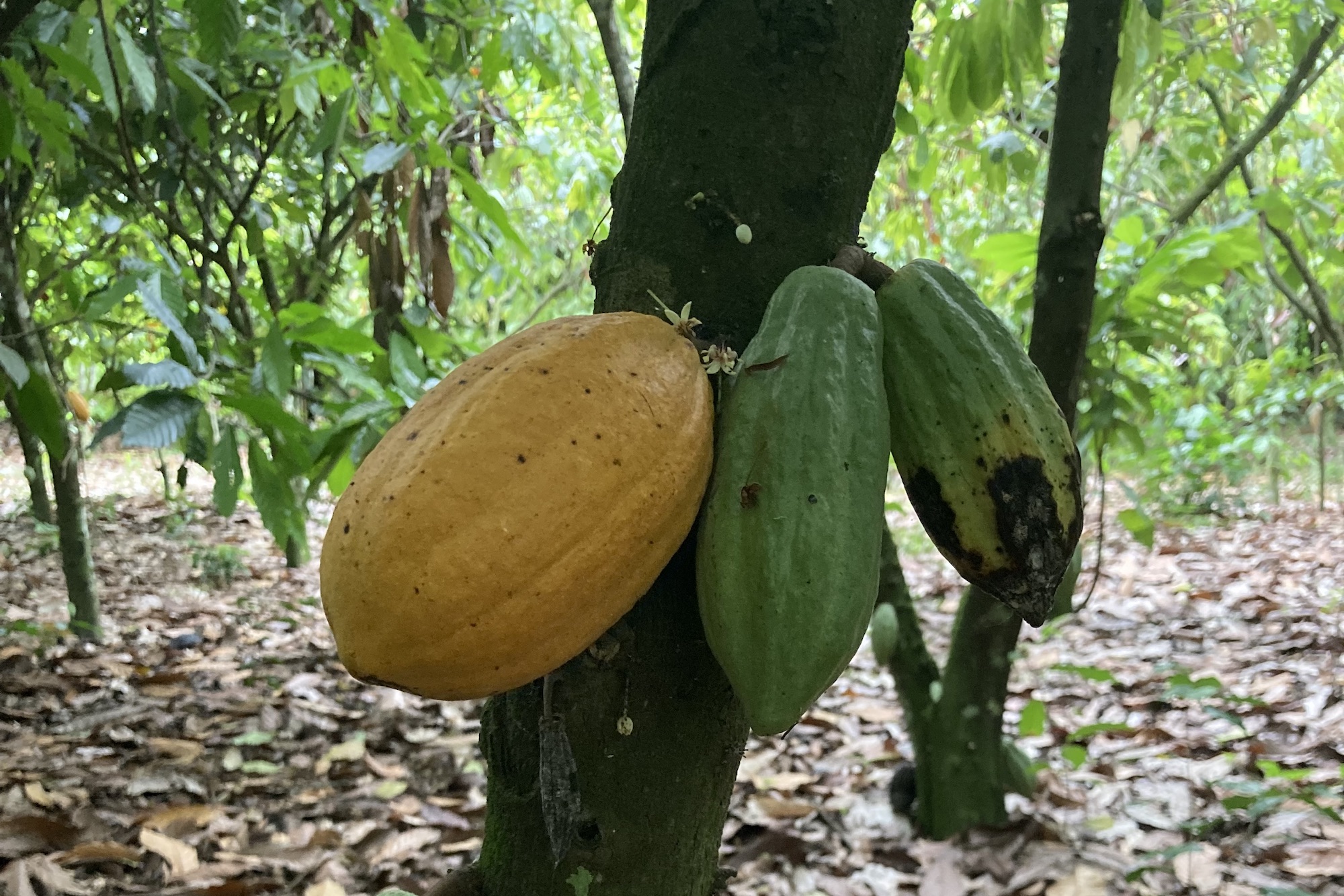 cocoa fruit hanging on tree