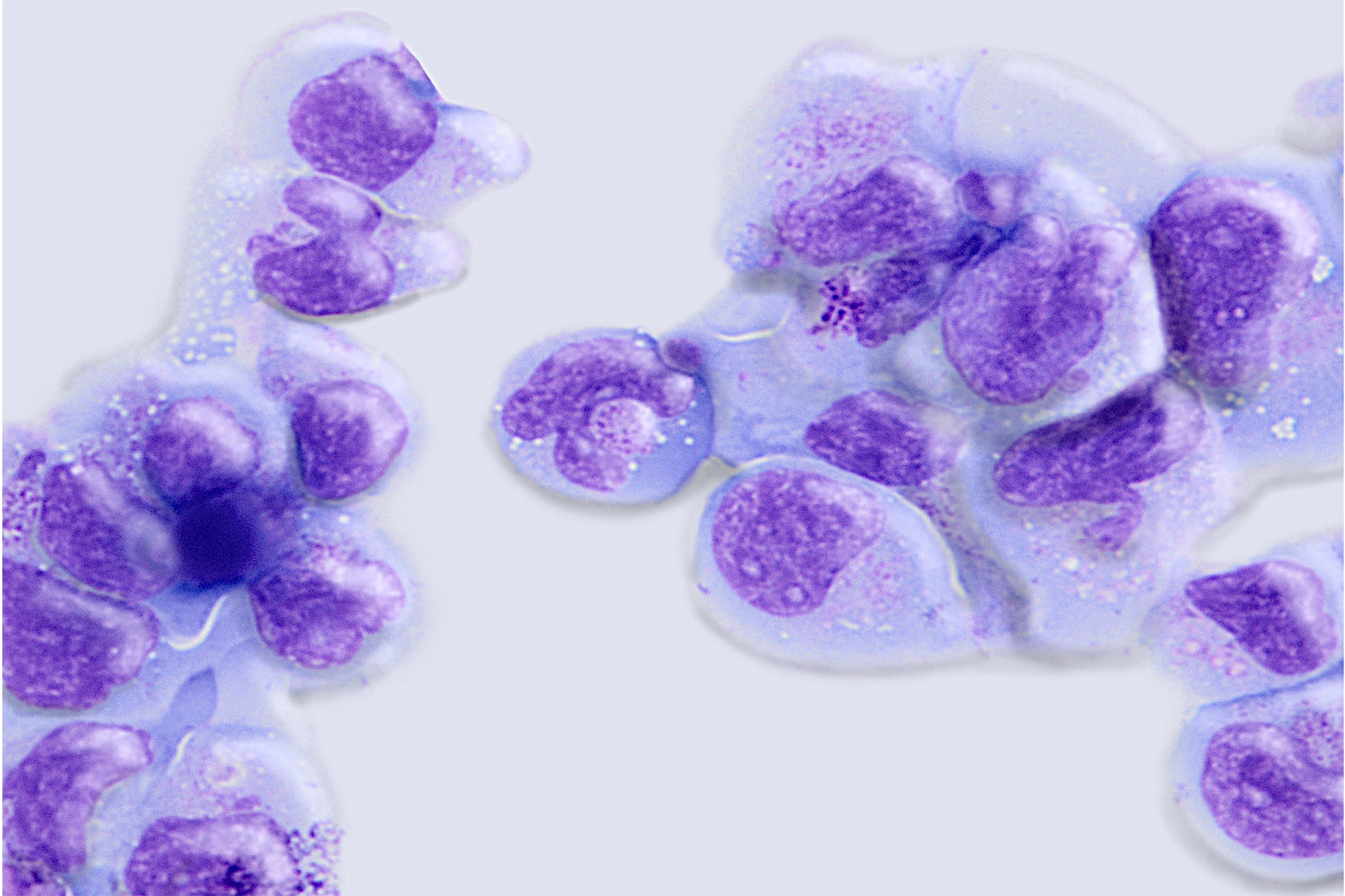 Canine iNKT cells.