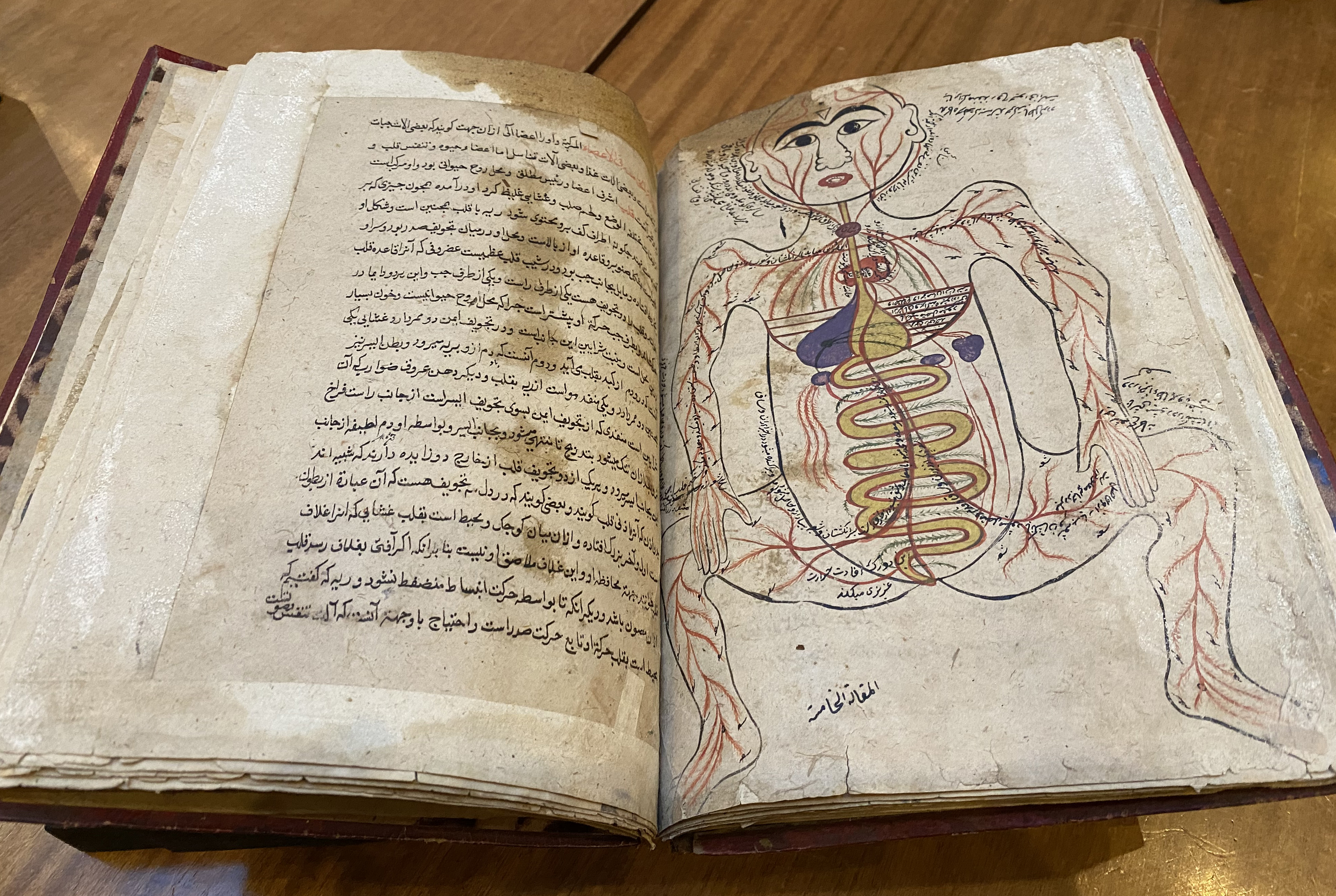 Hand anatomical drawing in an ancient text.