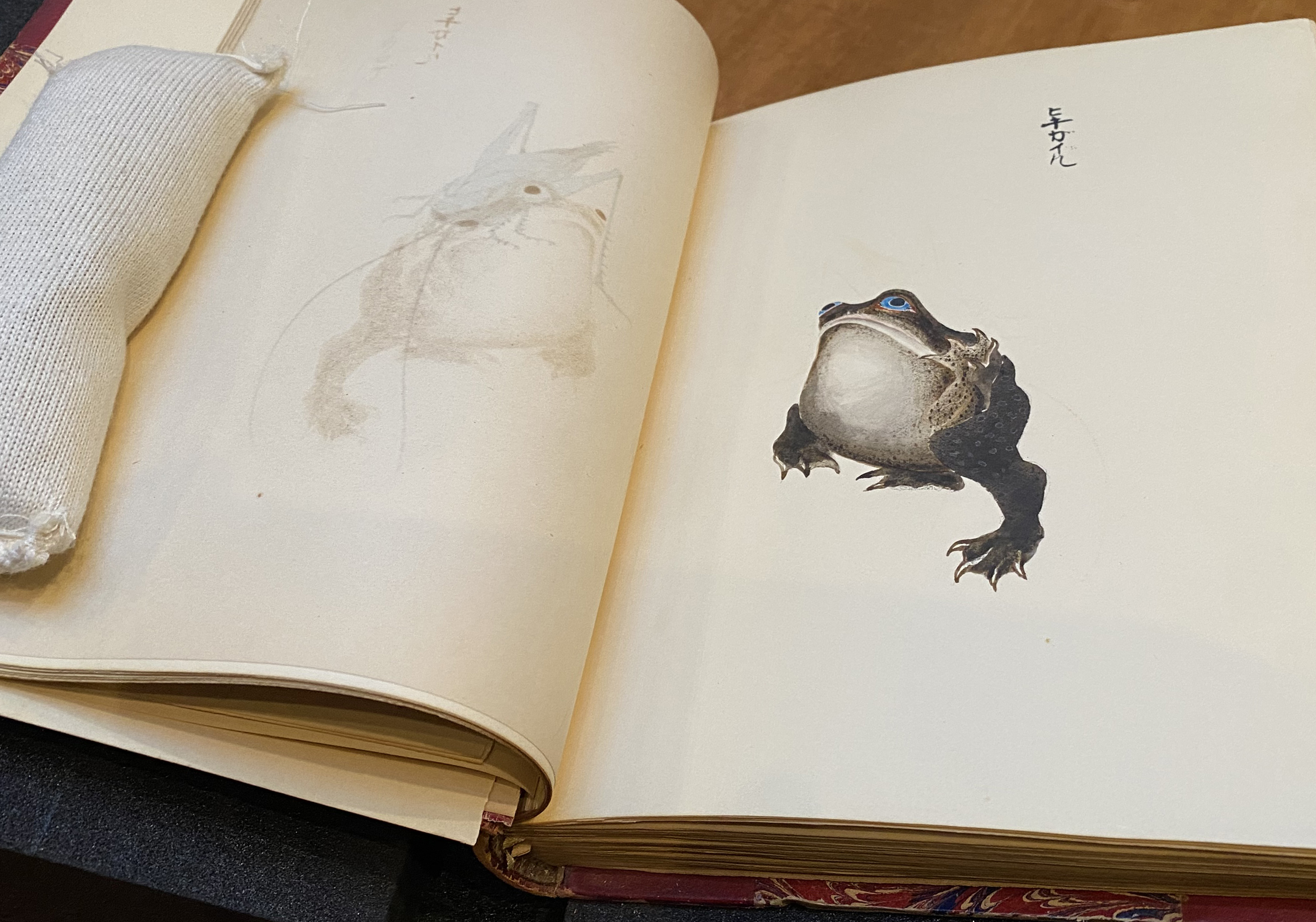 Hand-drawn frog in an ancient Japanese text.