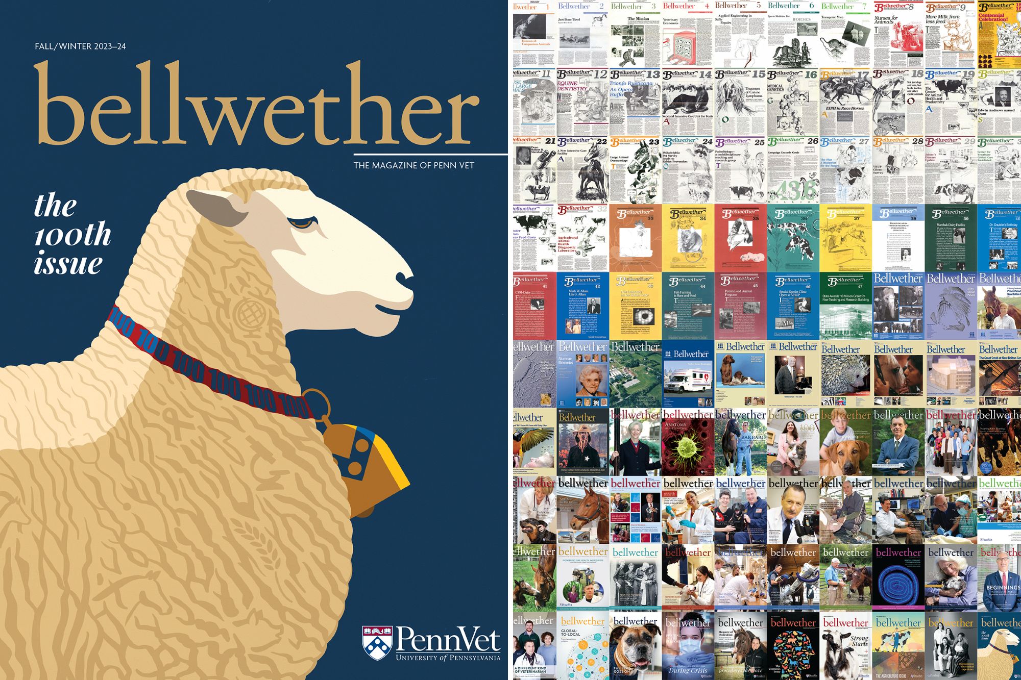 Left: Cover of Bellwether magazine with an illustration of a sheep; right: a mosaic of 100 Bellwether magazine covers.