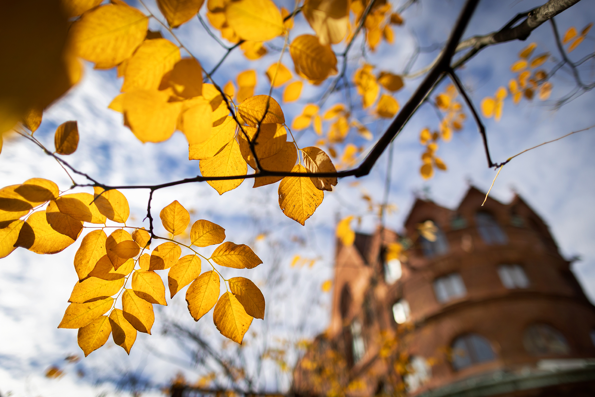 autumn leaves in front of fisher fine arts