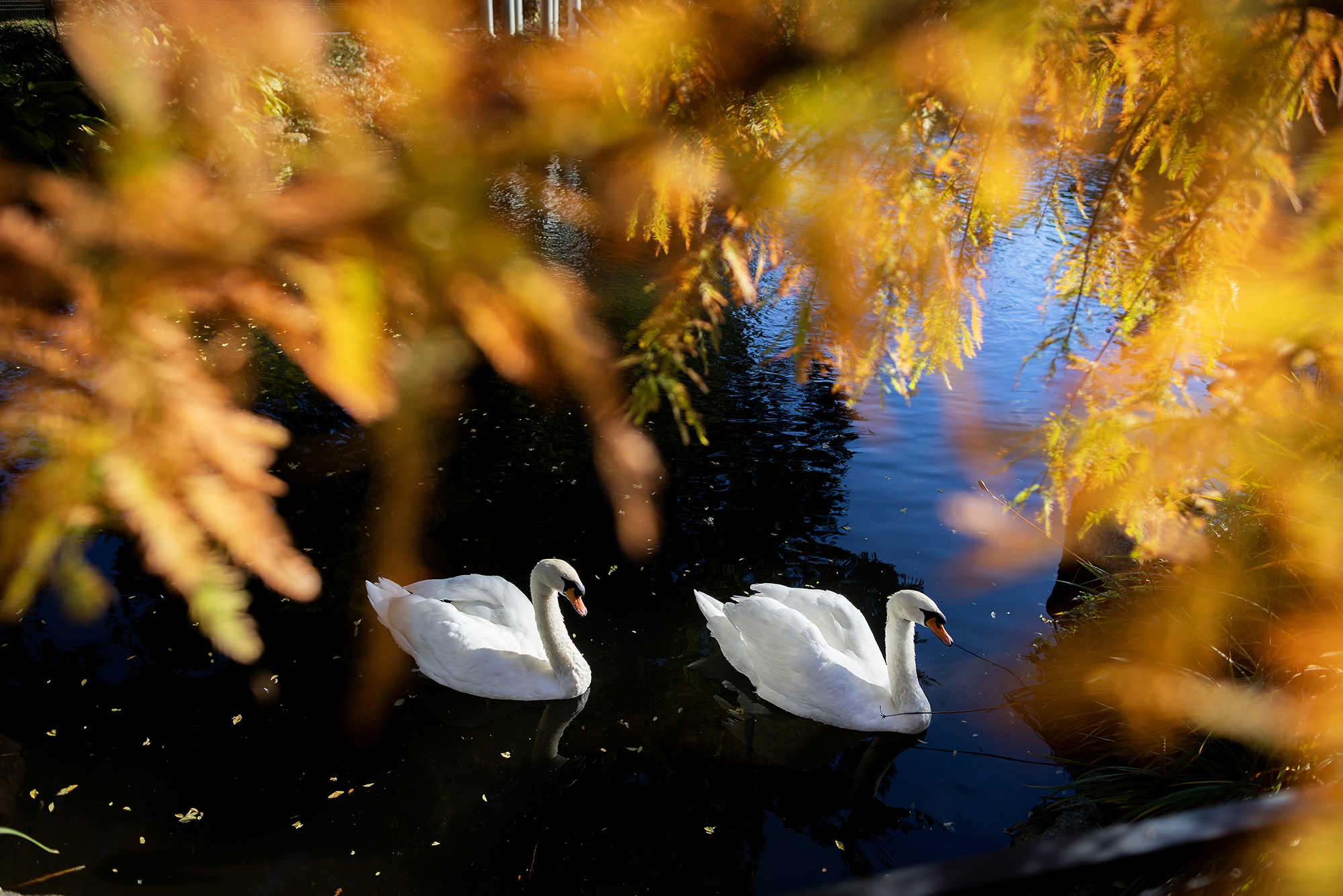 swans at the morris arboretum
