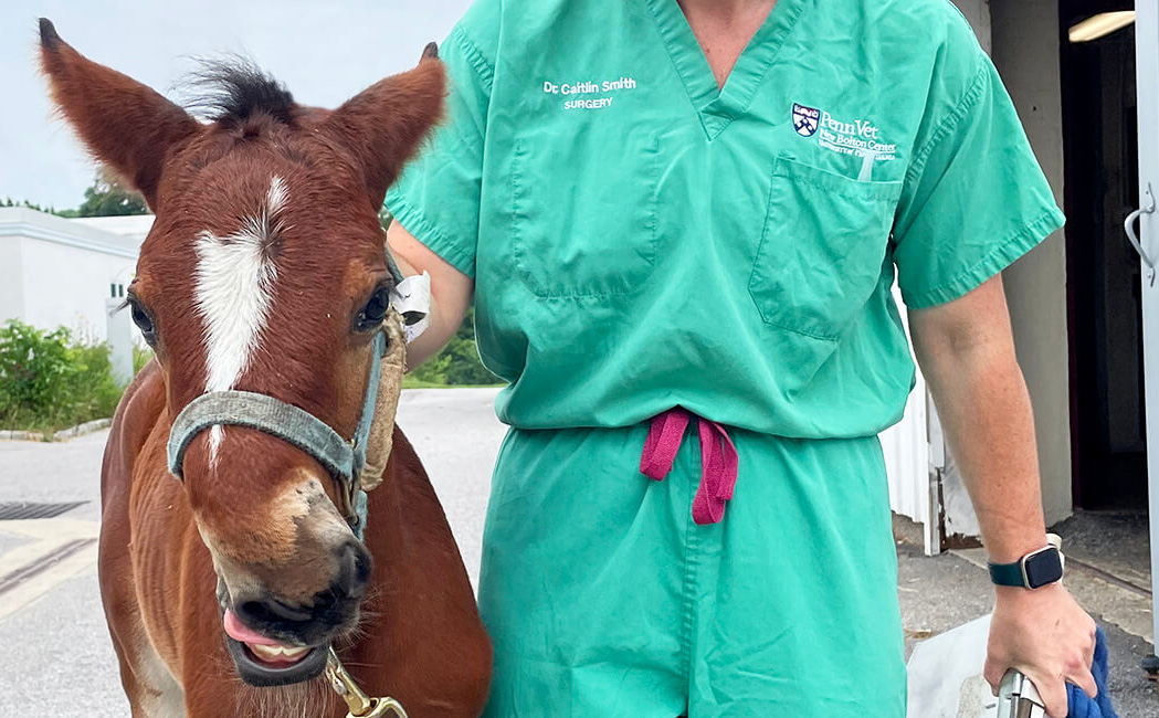 Coco Chanel the filly and a Penn veterinarian.