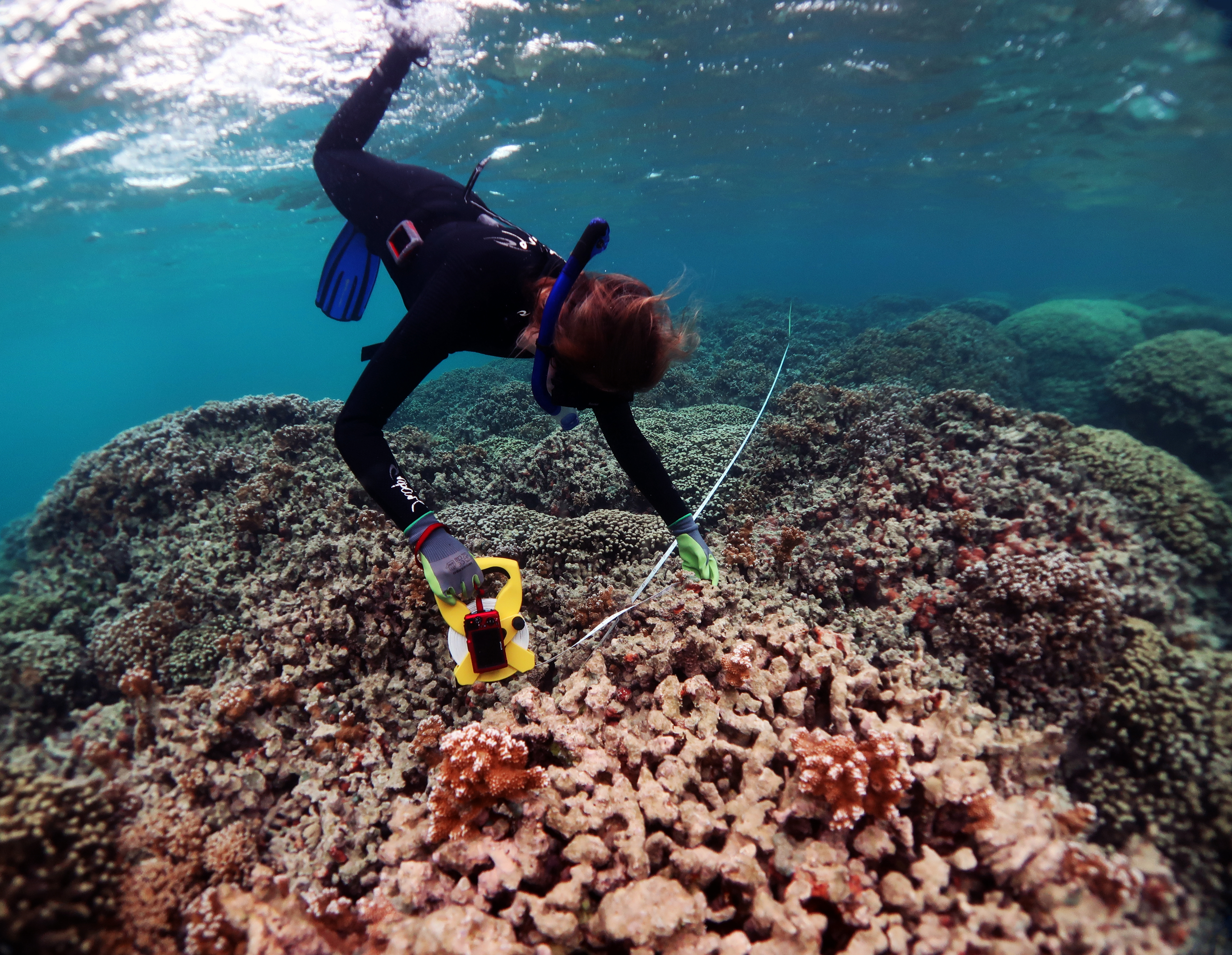 A diver in a wetsuit is using scientific equipment to take samples from a coral reef under clear water.