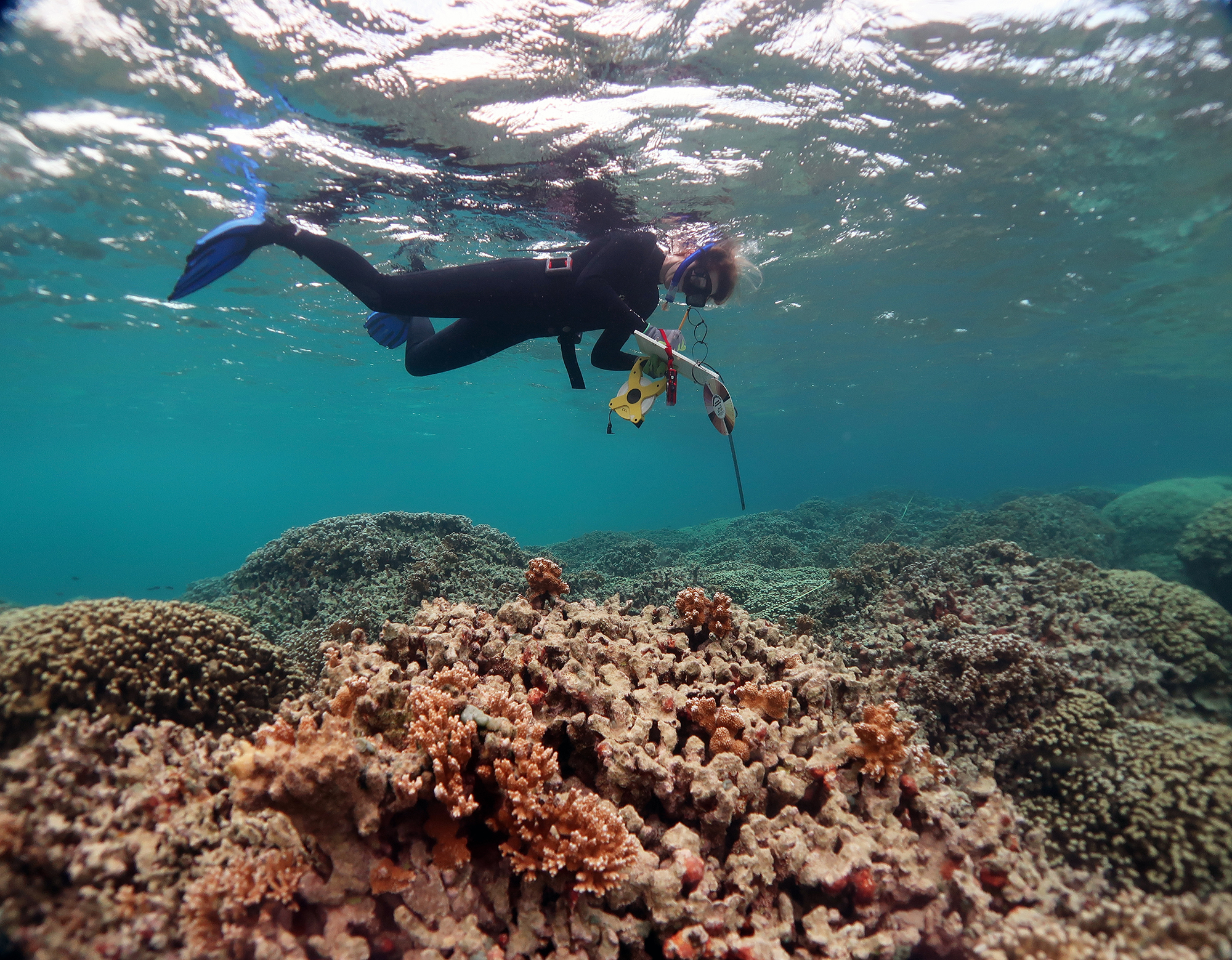 scuba diver researching coral