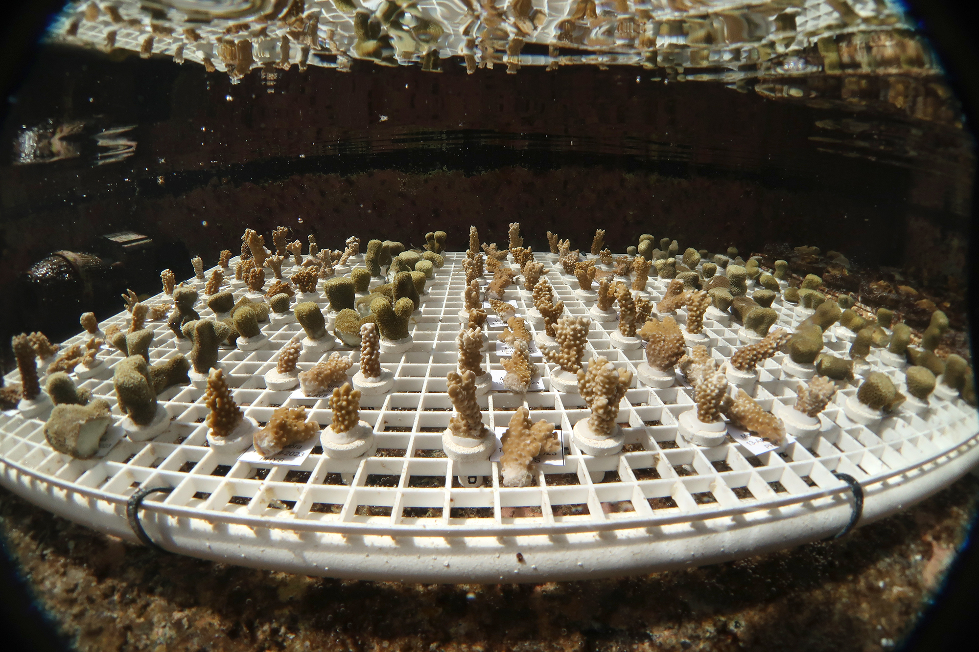 Small samples of brown corals placed on grided trays growing underwater