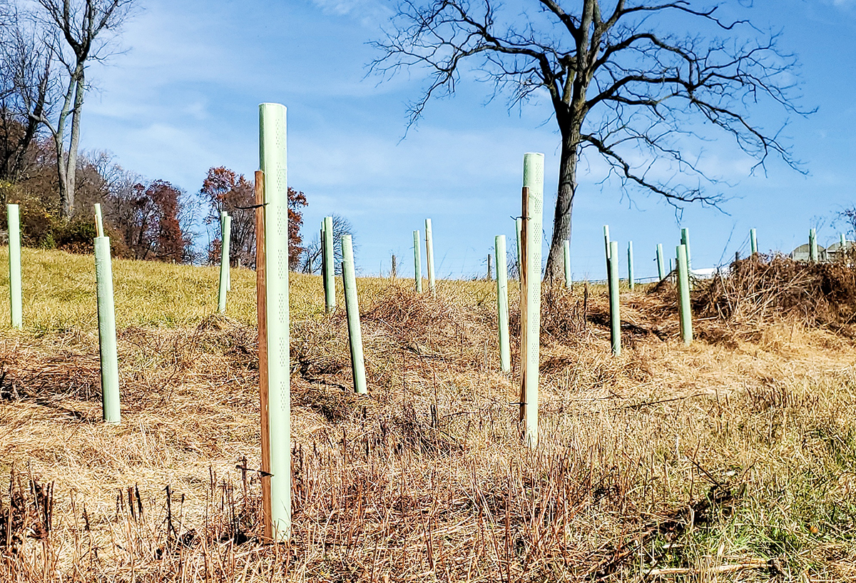 New trees planted in a field.
