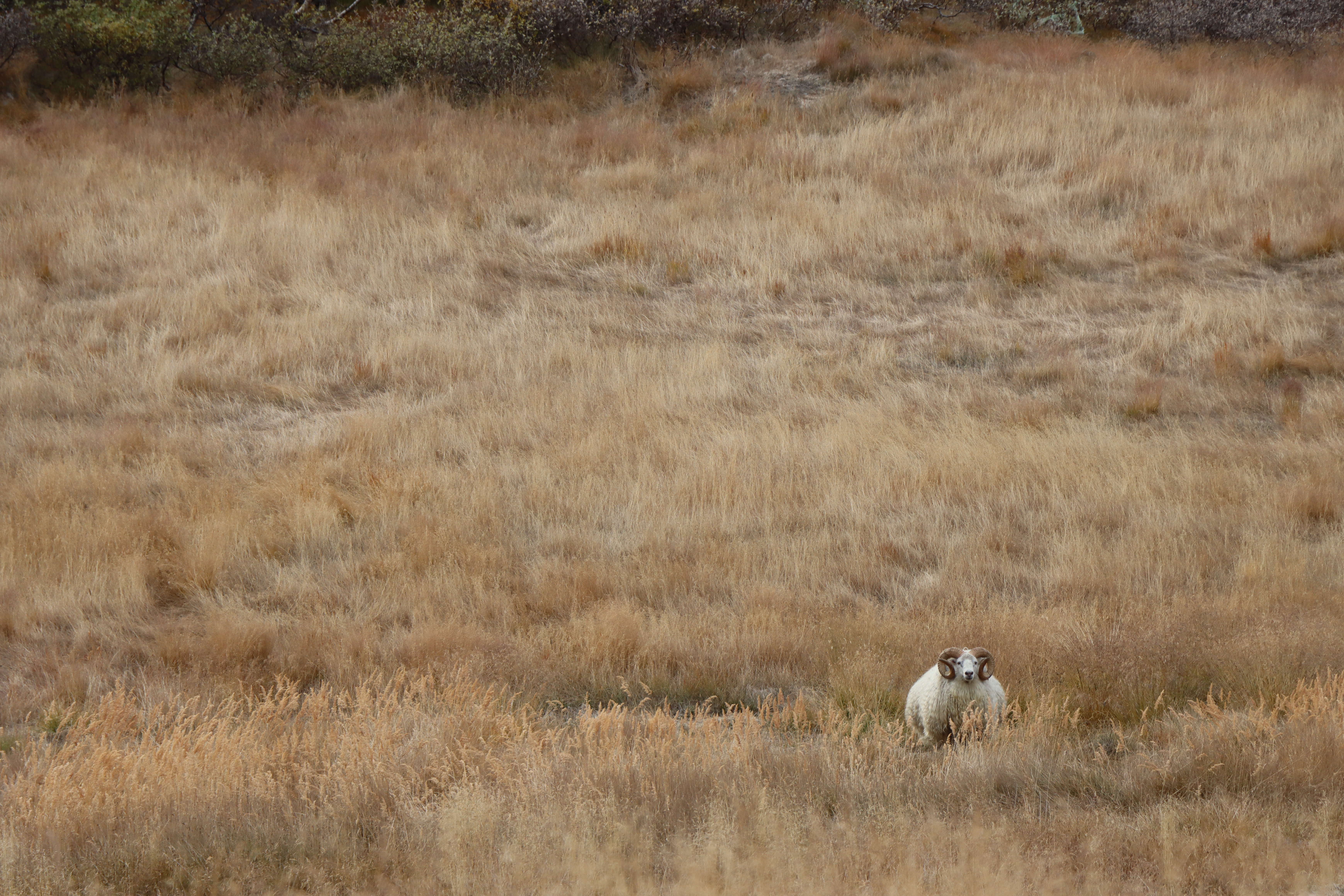 A lone sheep stands on a field of tall, brown grass.