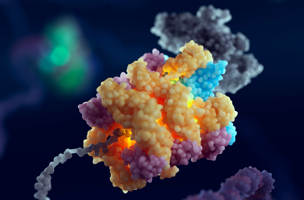 Illustration of the 55LCC complex.