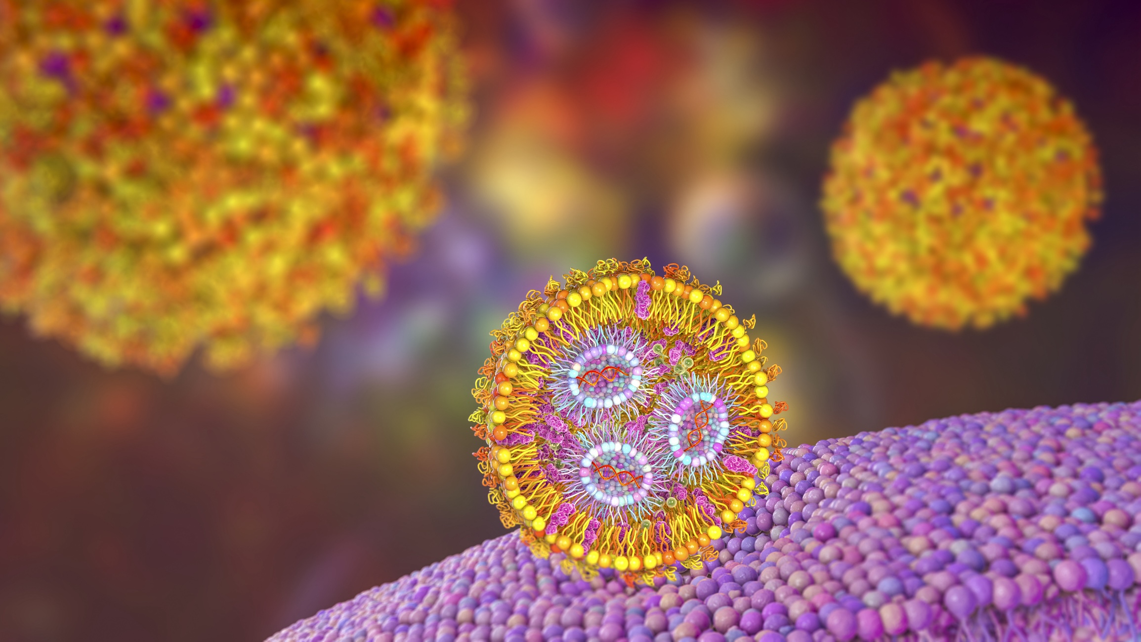 3D illustration showing cross-section of the lipid nanoparticle carrying mRNA of the virus entering a human cell.