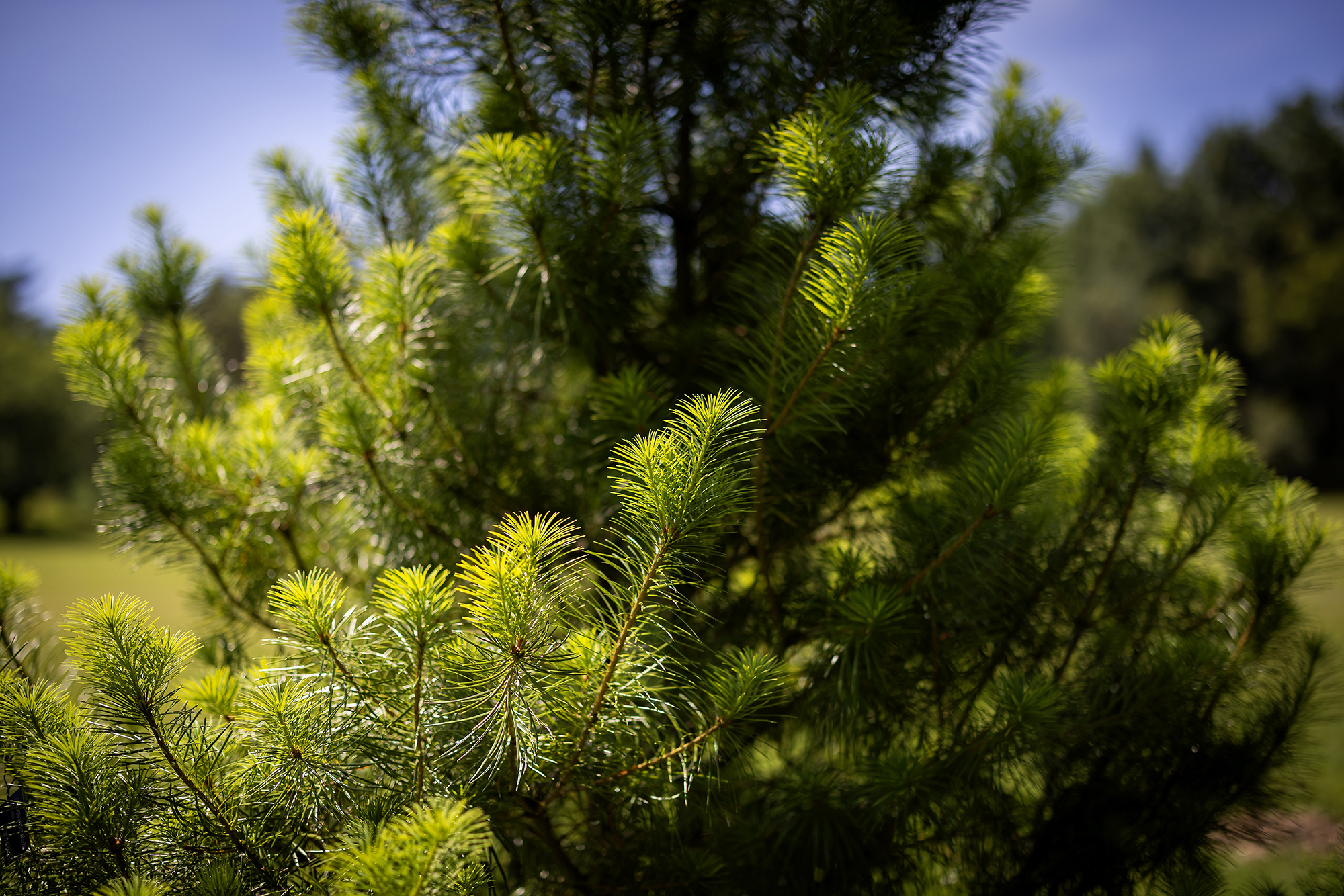 A closeup of the Cathay silver fir