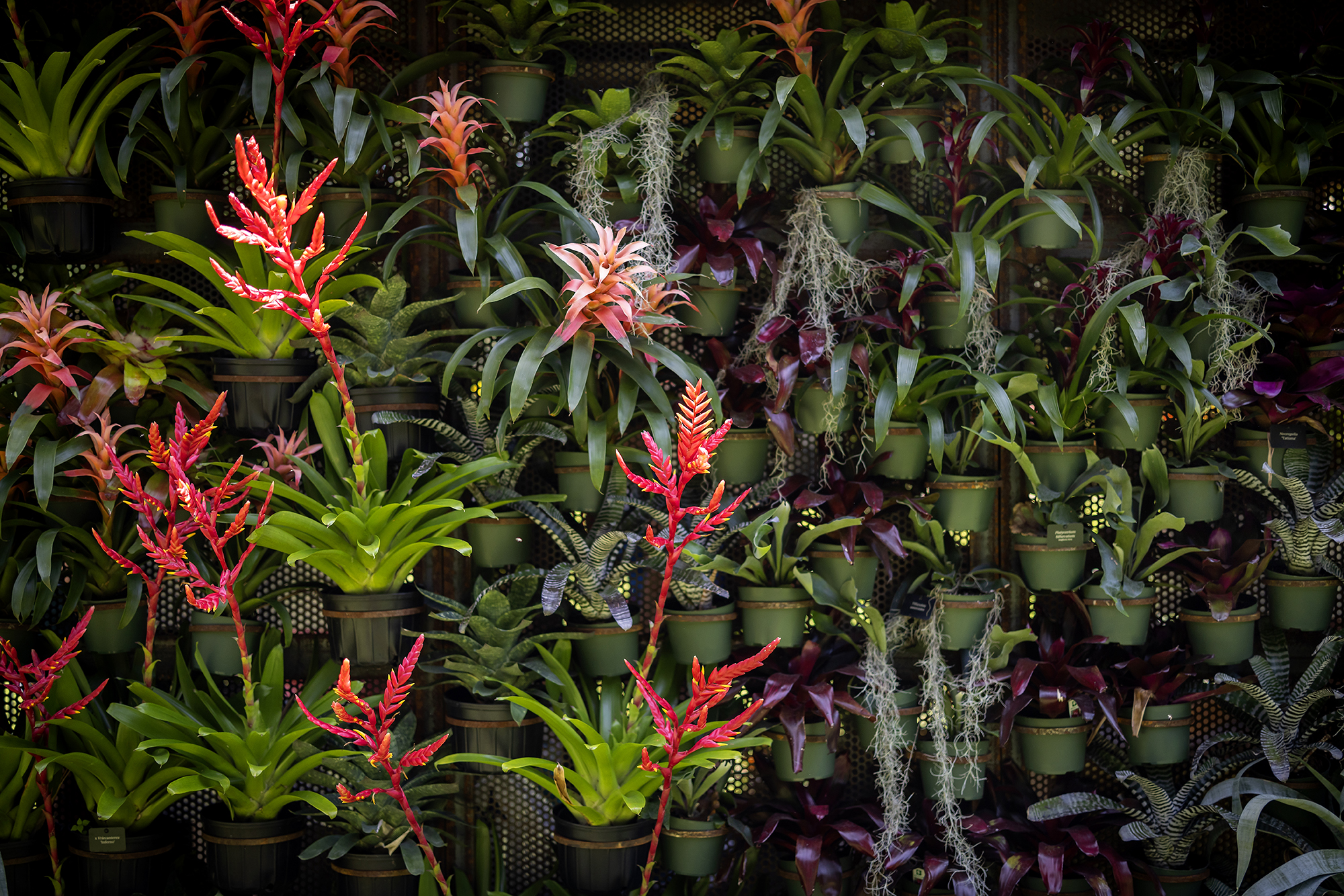 Pots of bromeliads hanging on a wall