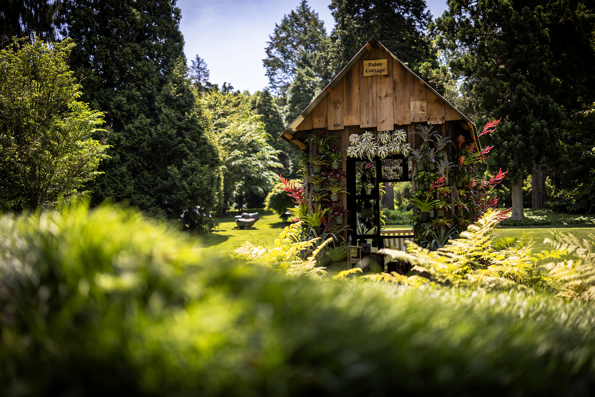 A small hut in the middle of a clearing blanketed with bromeliads.