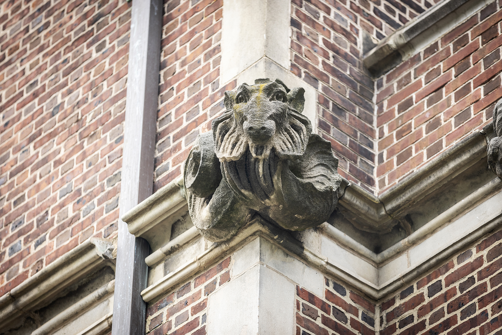 A grotesque of a mythical creature on the exterior of a building.