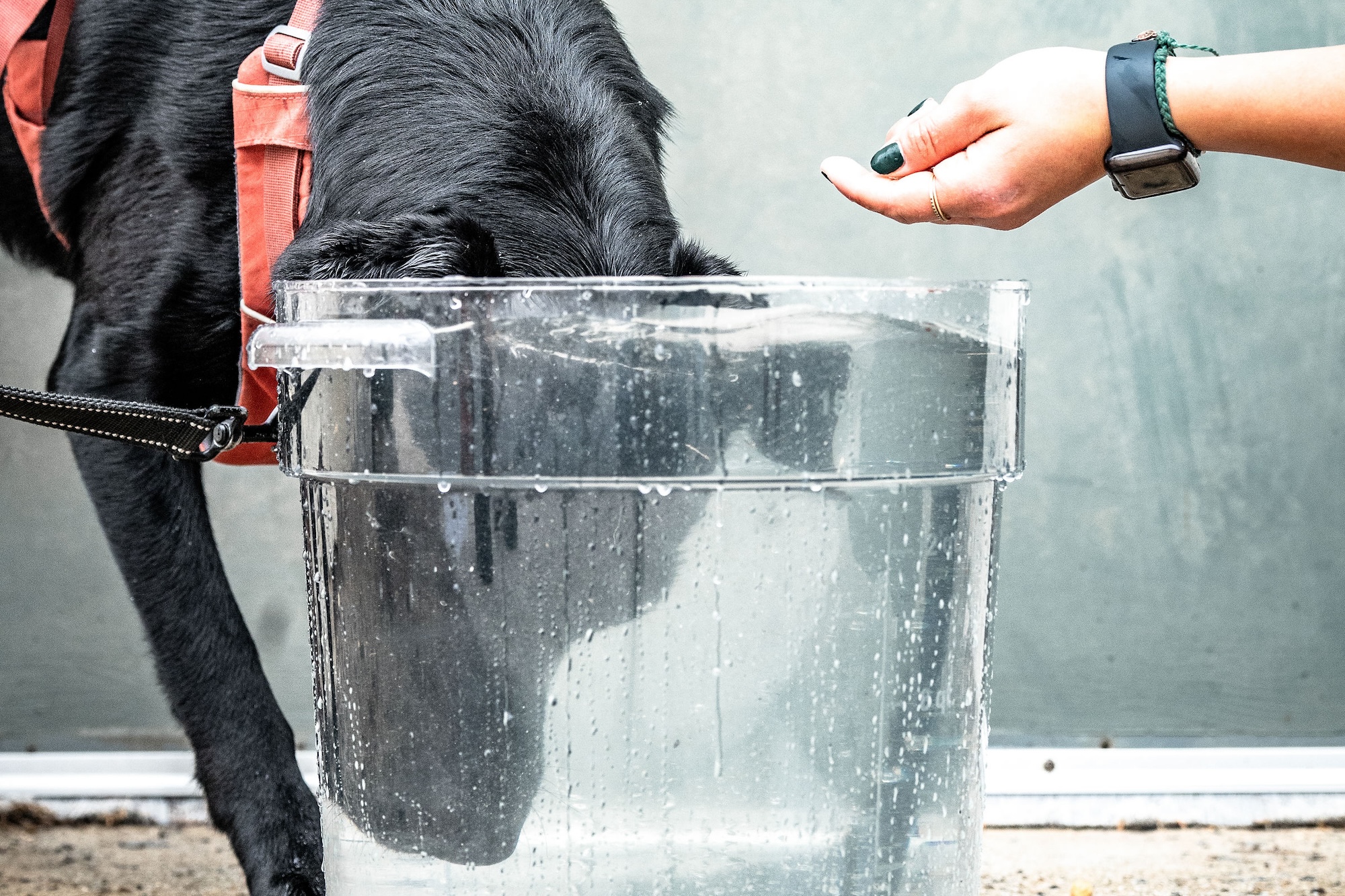 Reducing a dog’s temperature after exercise with voluntary head dunking ...