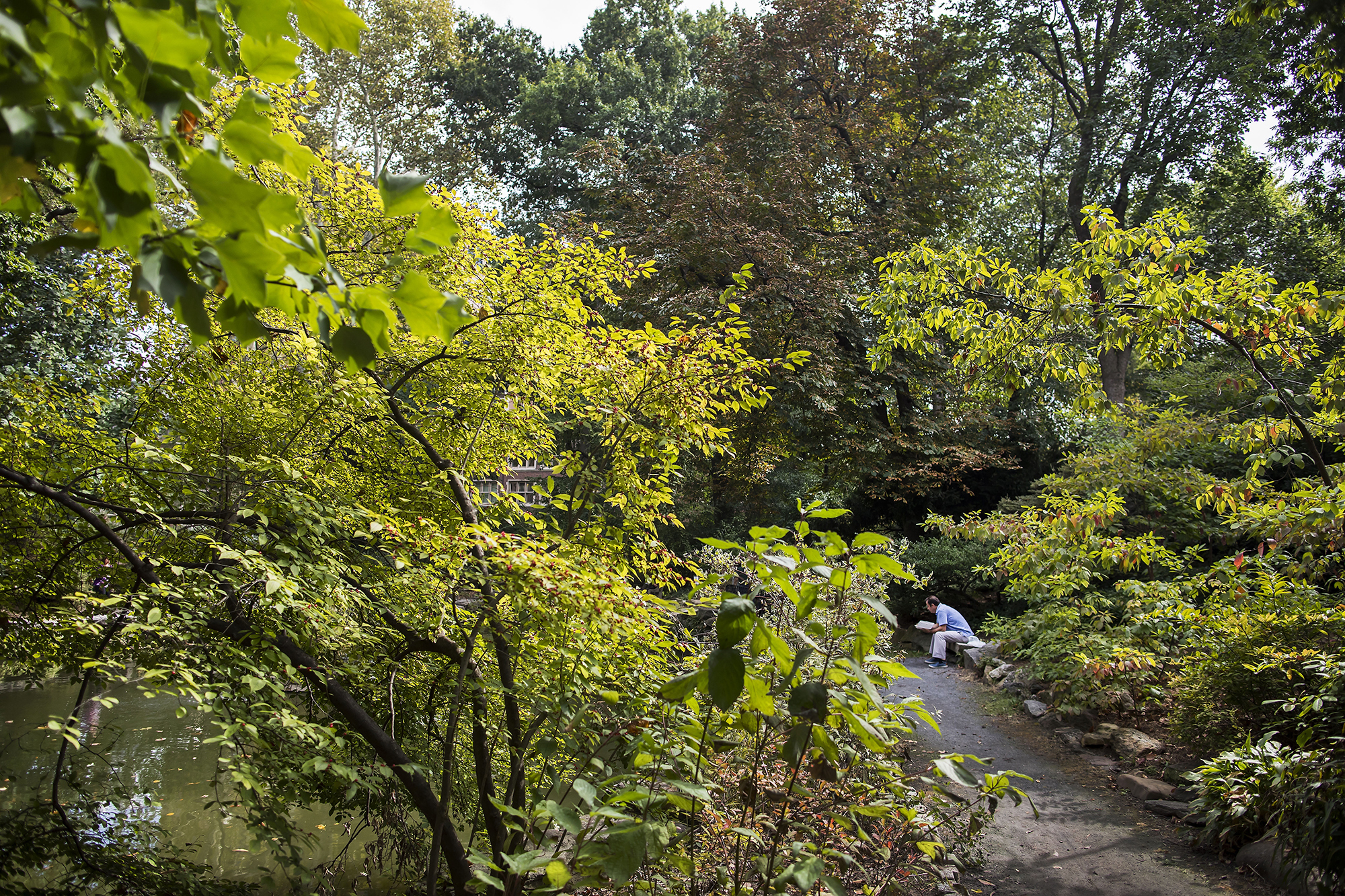 a person sitting on a bench surrounded by trees in front of a pond