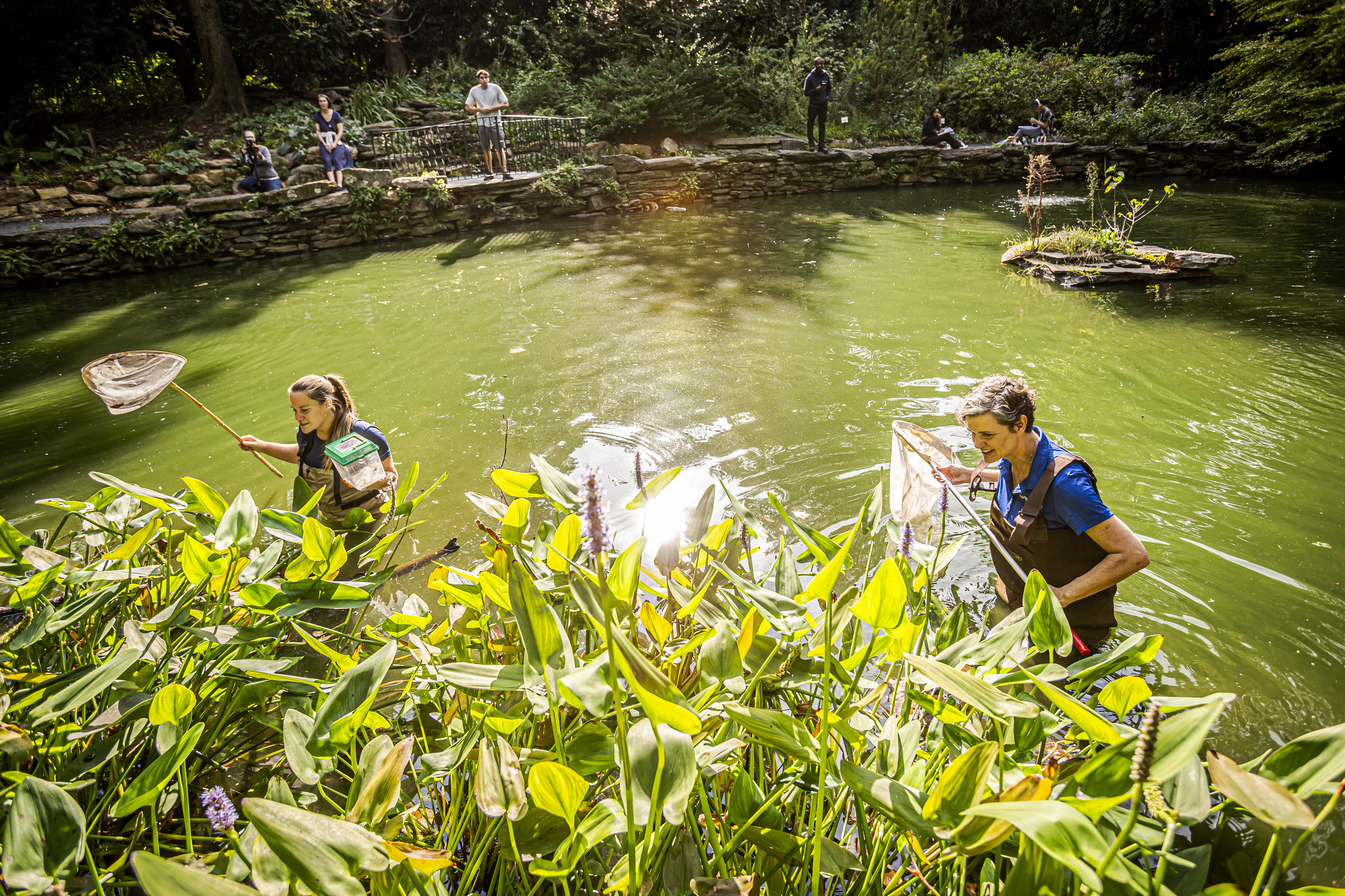 Volunteers in waders and nets in the pond at Penn’s BioPond.