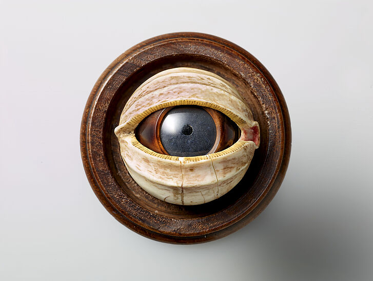 A wooden model of a human Eye