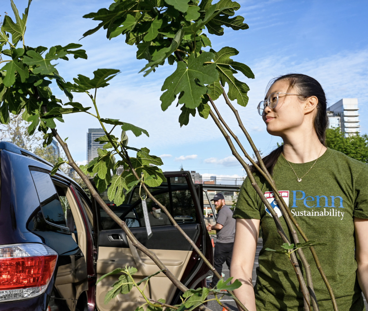 A person from Penn Sustainability unloads a tree to be planted from a car on Penn’s campus.