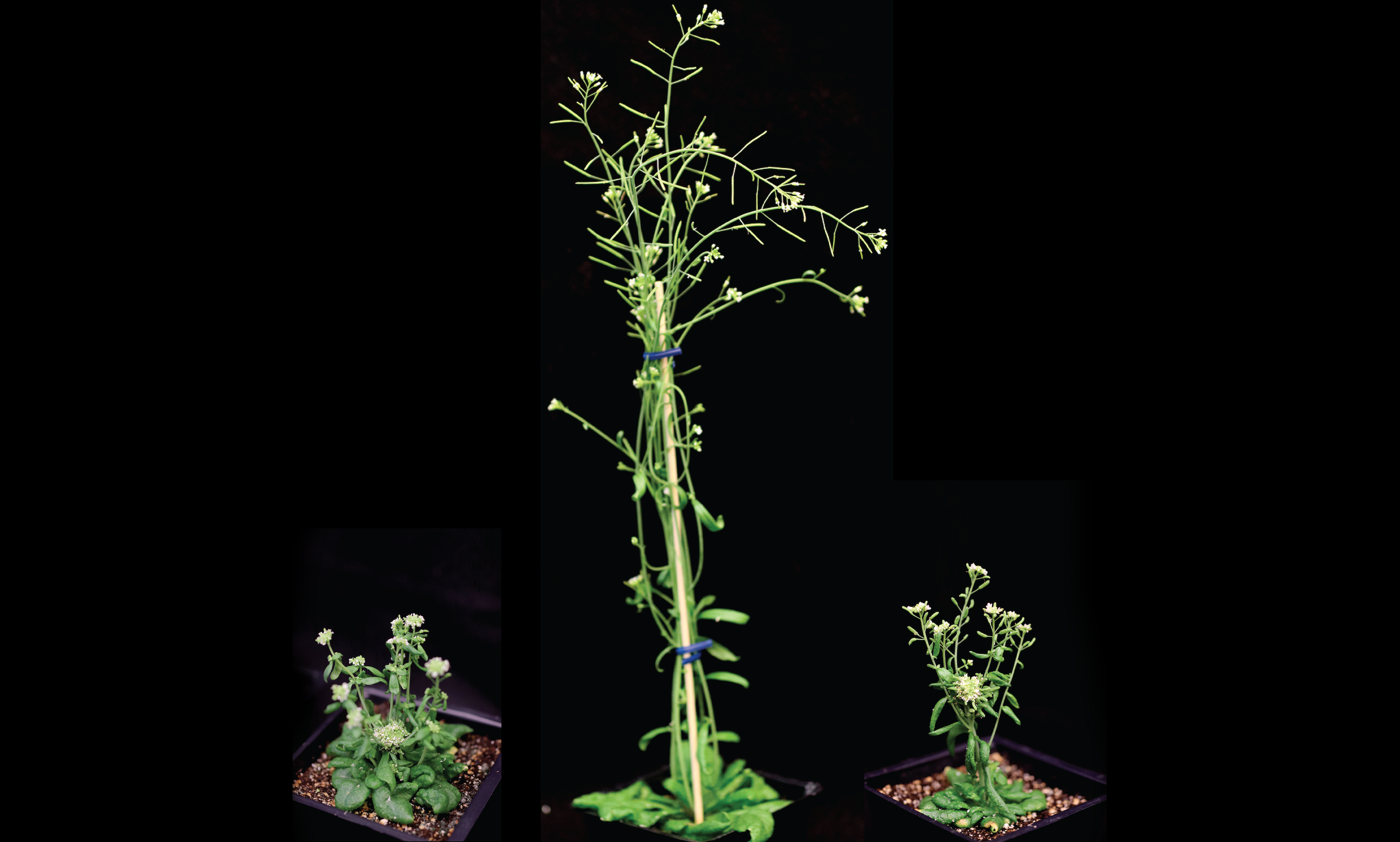 Arabidopsis lines with different gene modifications leading to three phenotypes in leaf structure.