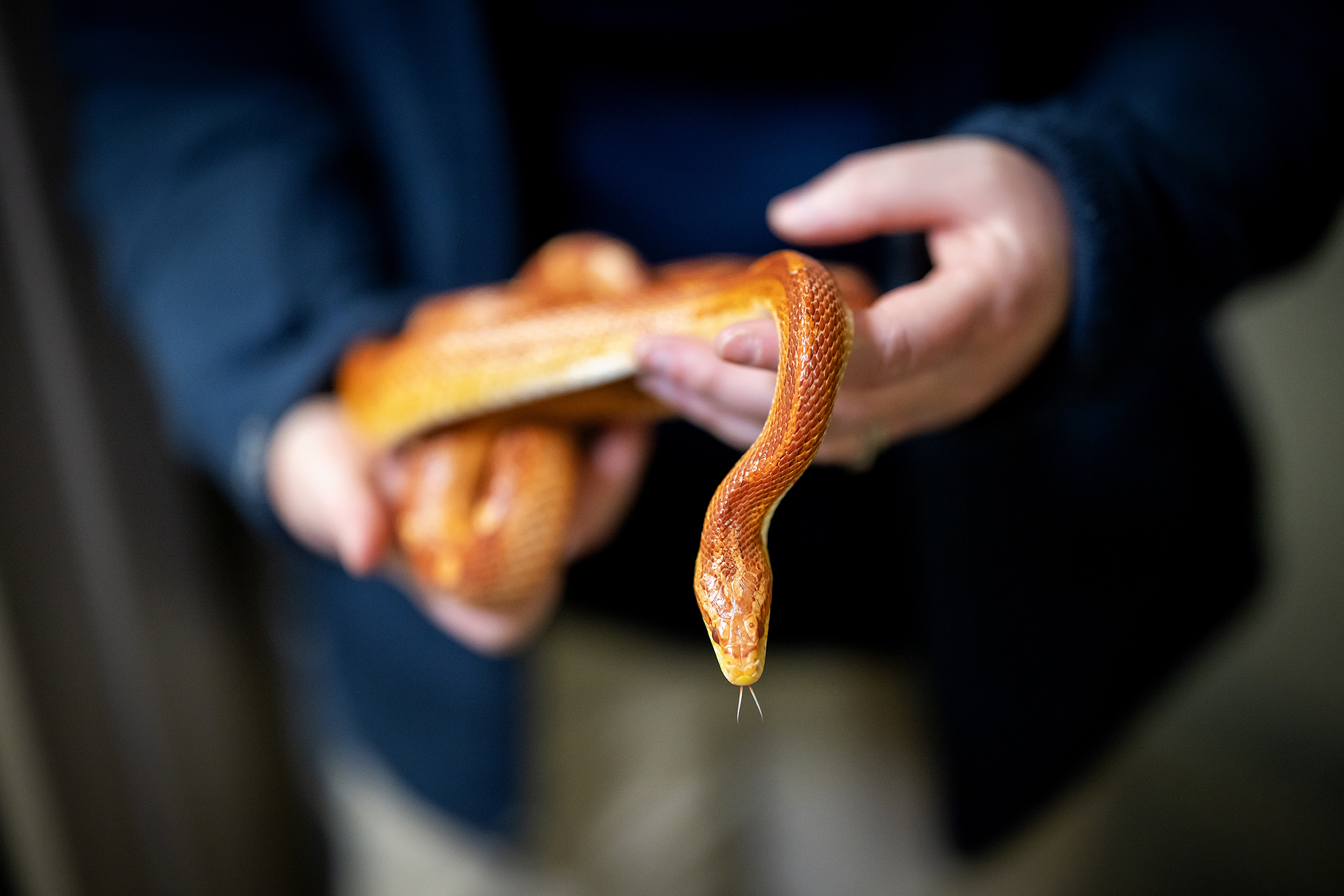 Close-up of Karen Verderame's hands holding a golden-colored snake.