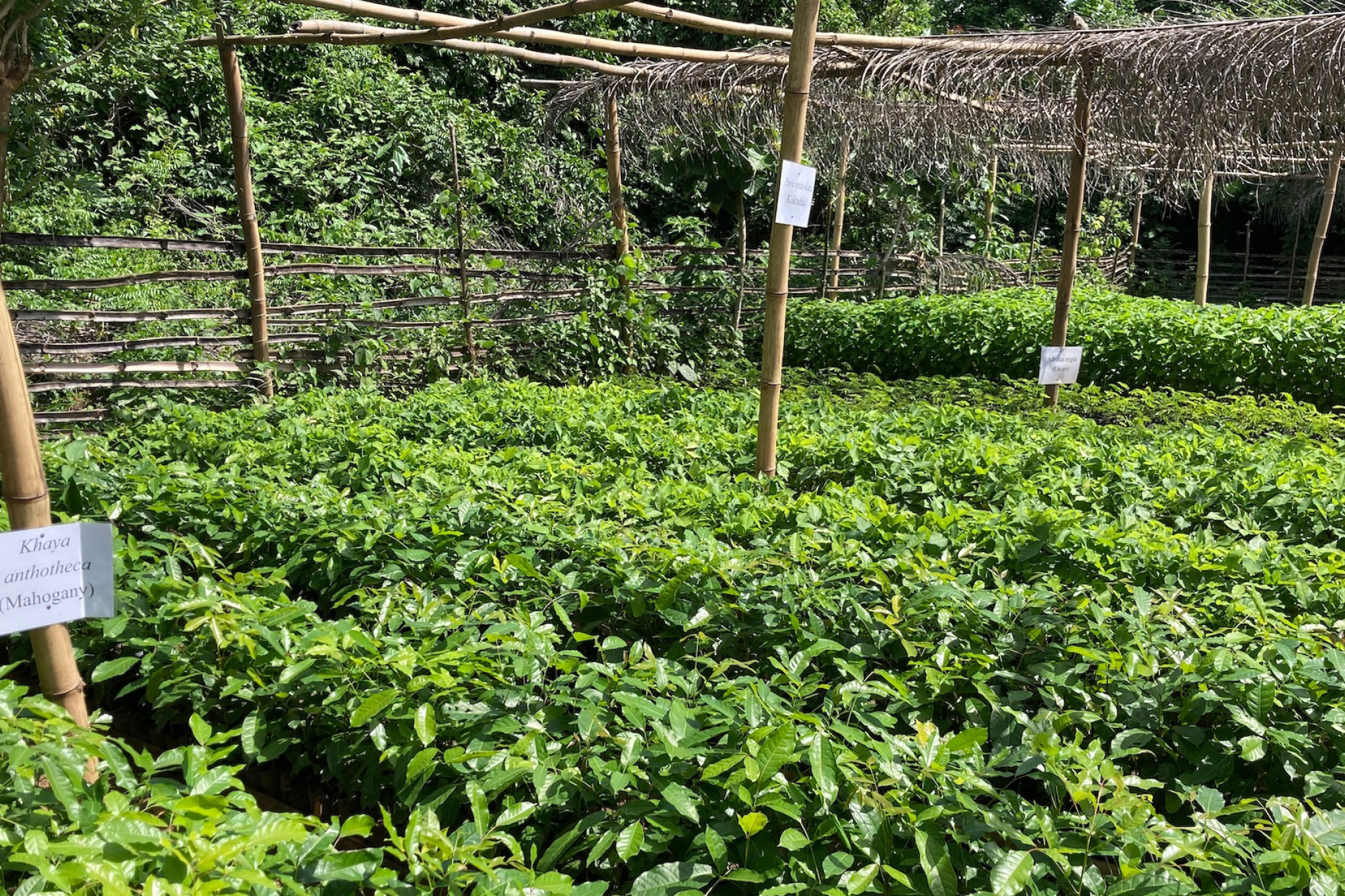 Cocoa farming in Ghana.