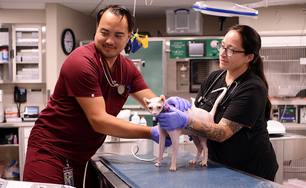 Charles Garneau-So and Catalina Montealegre perform an ultrasound on a cat