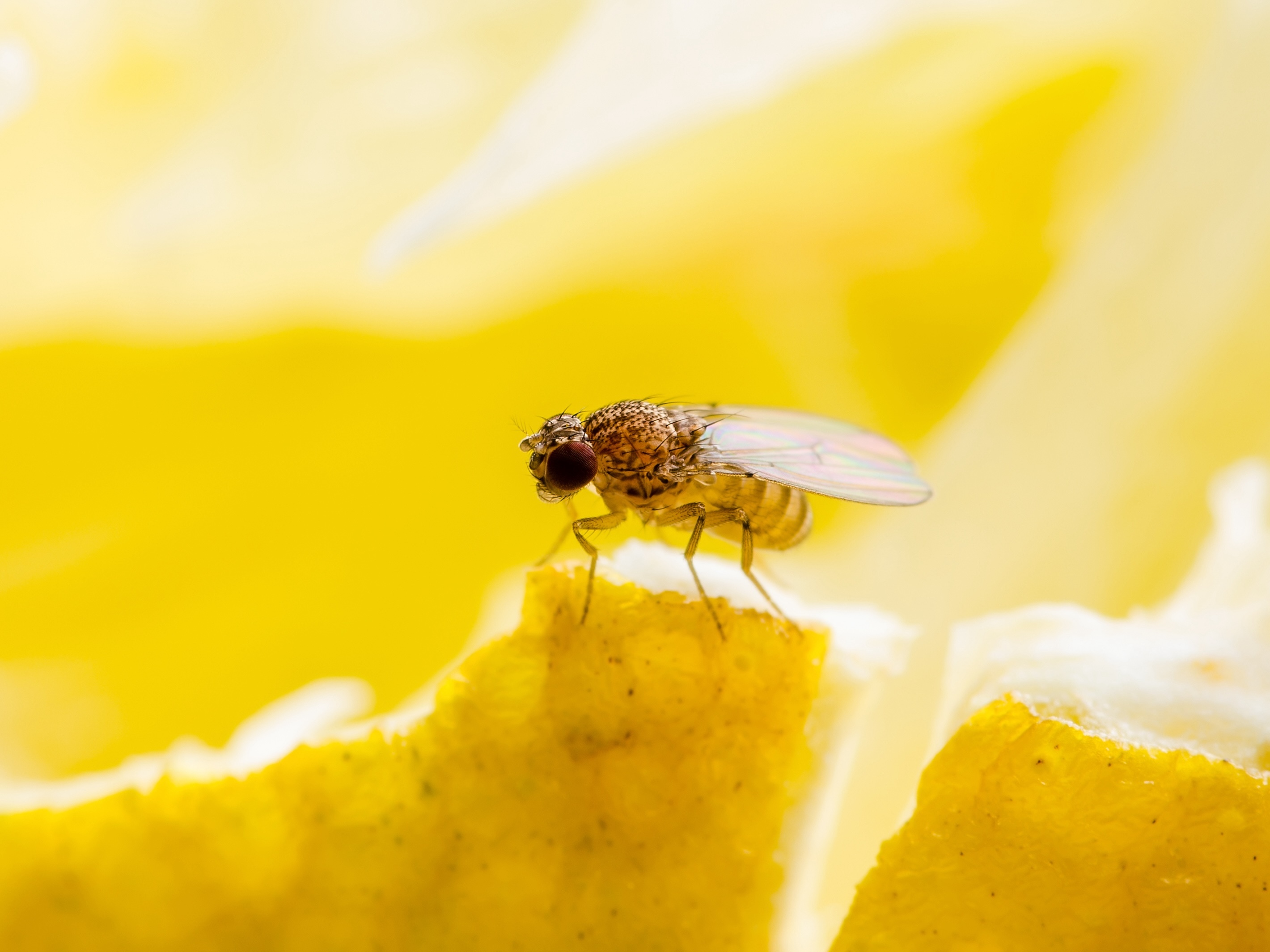 A fruit fly sits on a piece of food