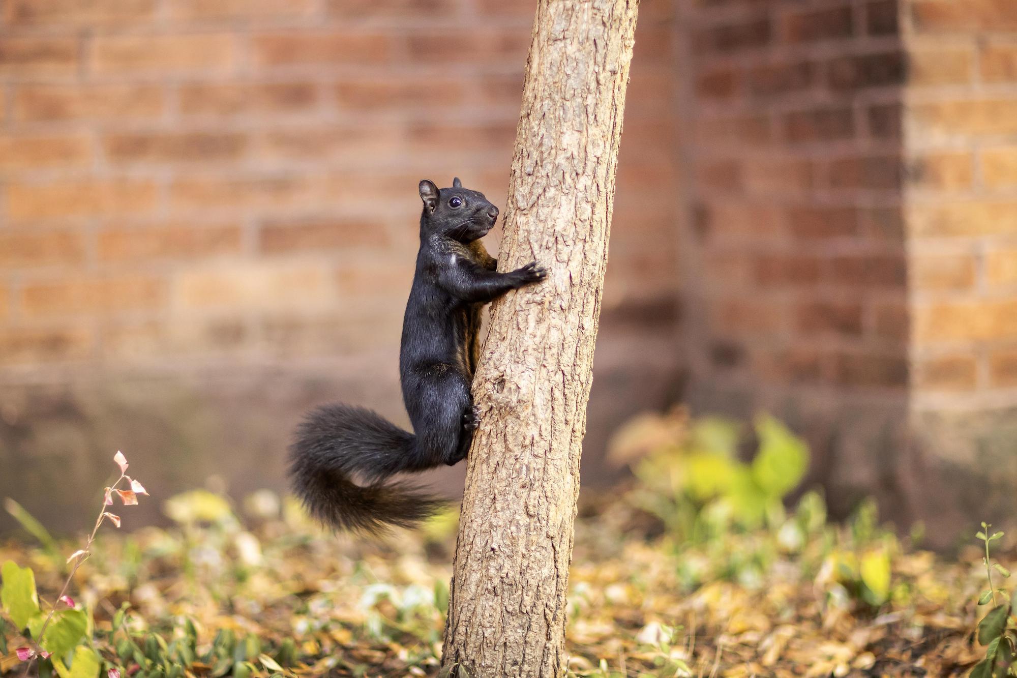 a black squirrel perched on a tree trunk