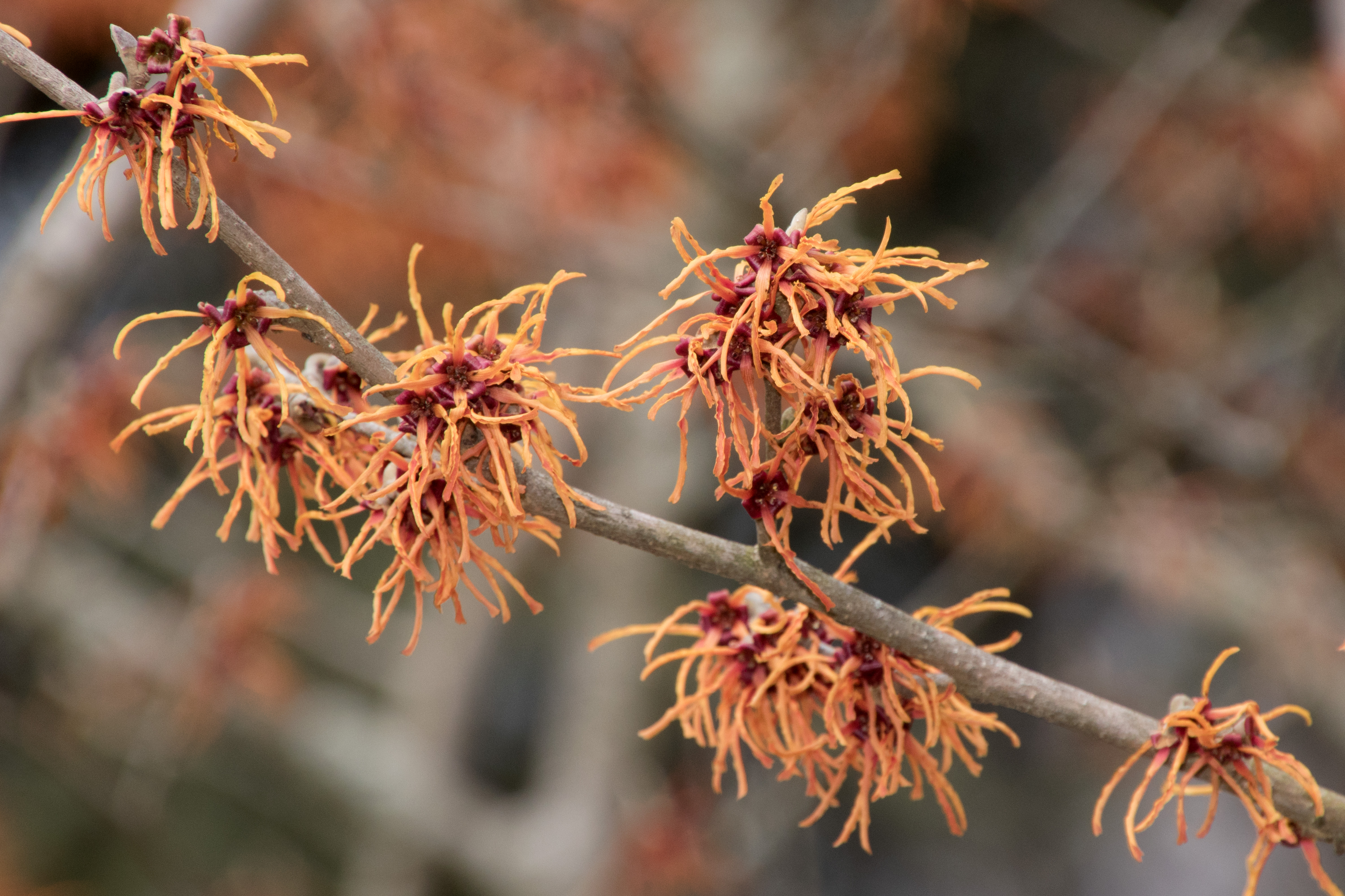 A branch of reddish witchhazel