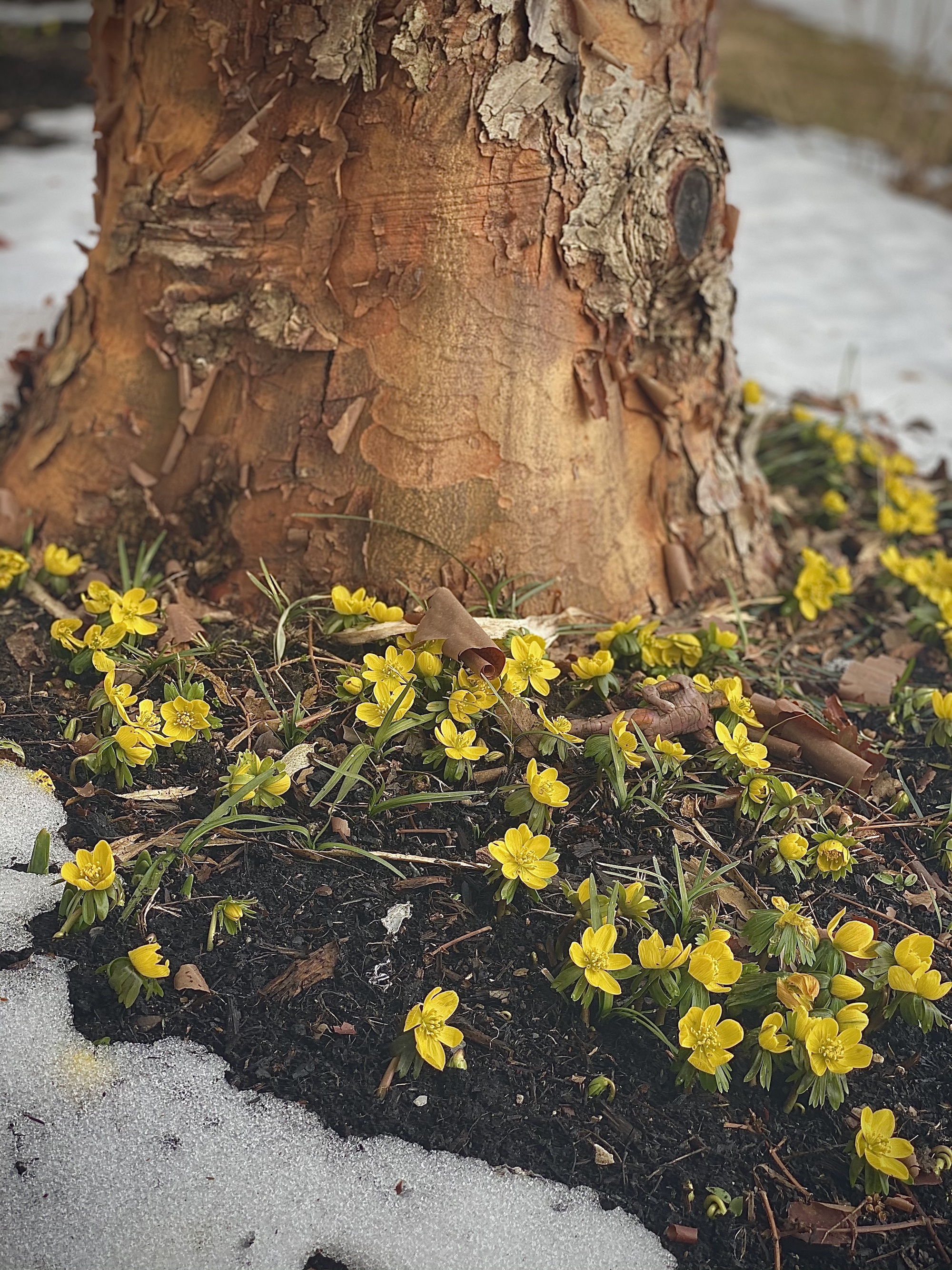 Winter aconite pops out of a melting snowbank at the foot of a paperbark maple tree.