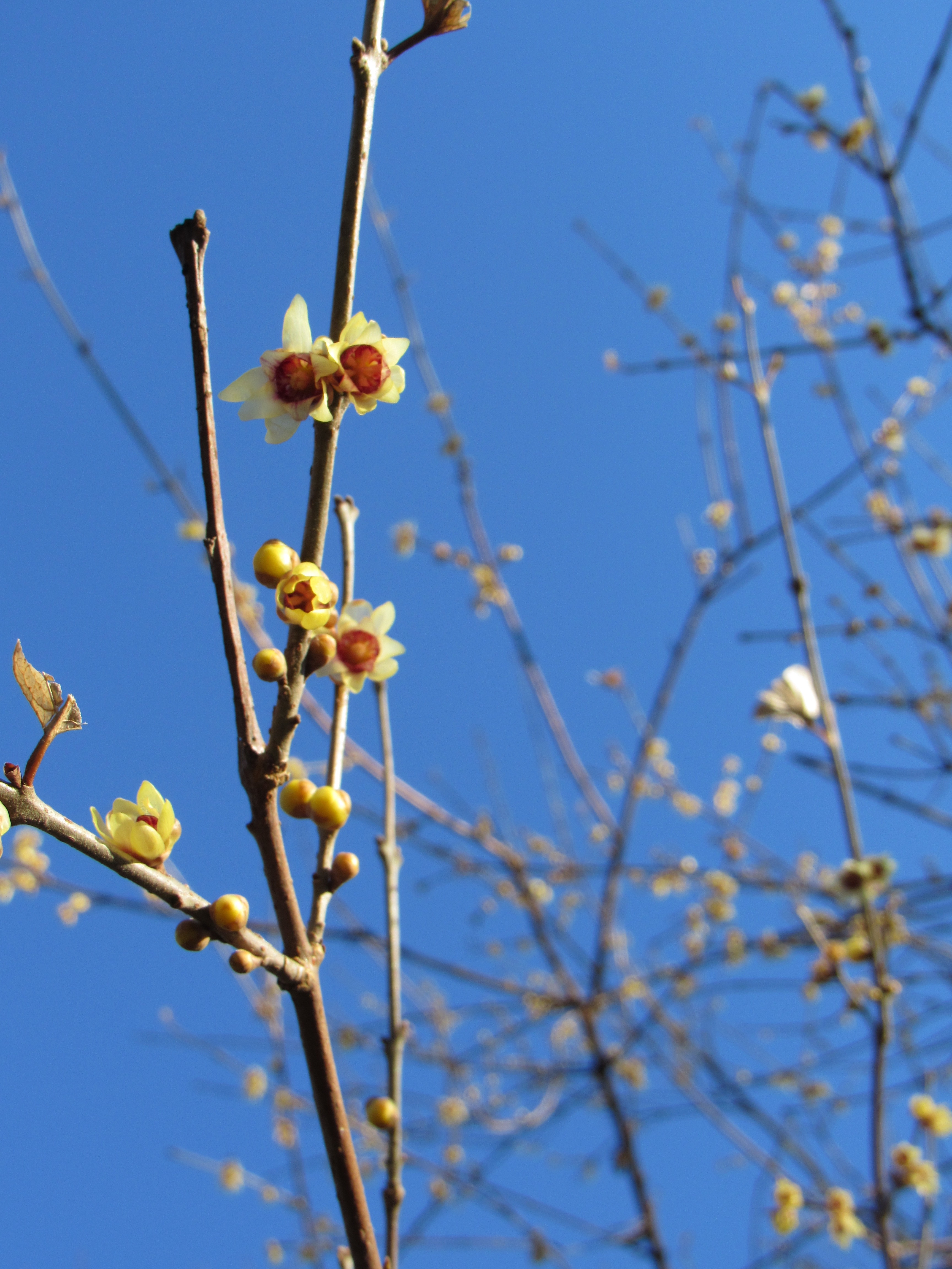 Wintersweet, a flowering shrub, blooms against a blue sky