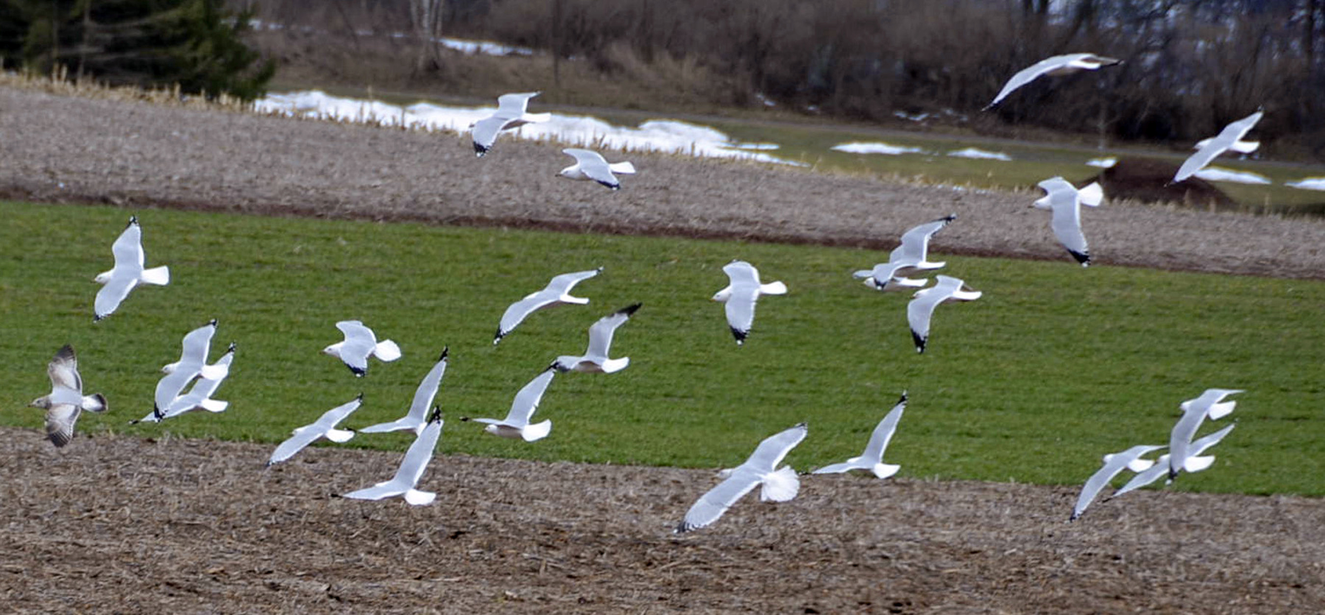 A flock of snow geese.